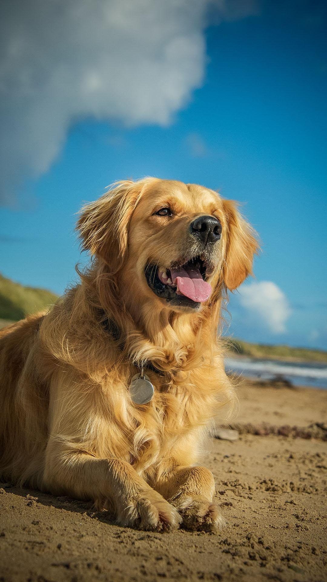 Golden Retriever, Tiere, Liebe, Hund, Hintergrund, 1080x1920 Full HD Handy