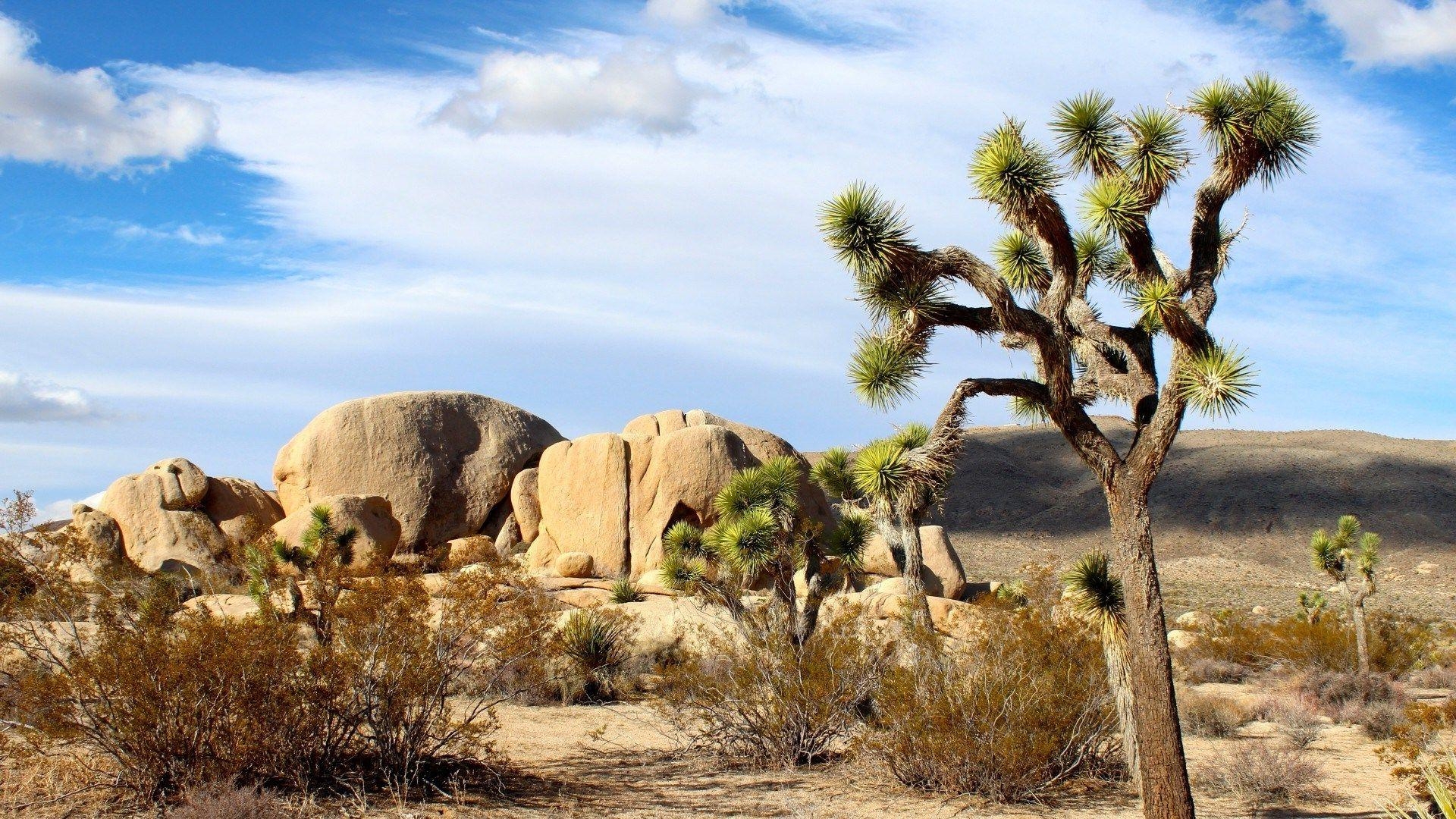 Joshua Tree, Nationalpark, PC, Natur, Hintergrund, 1920x1080 Full HD Desktop