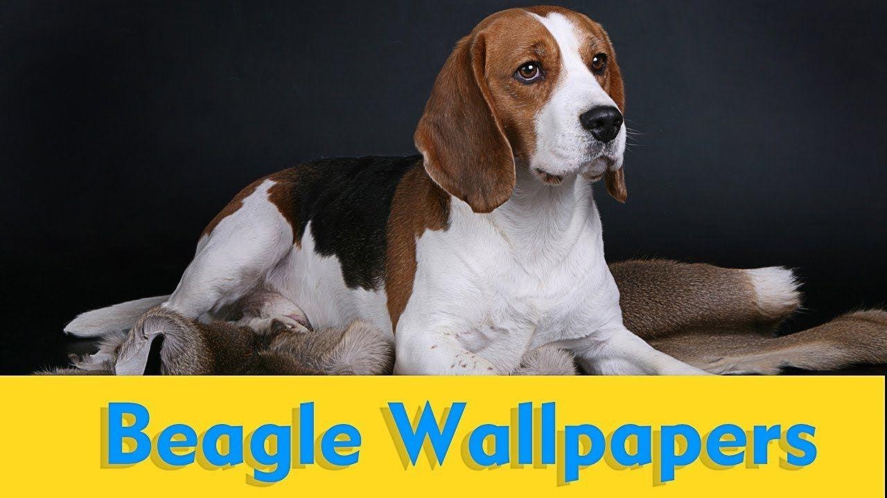 Beagle, Foto, Essenz, Bild, Tiere, 1280x720 HD Desktop