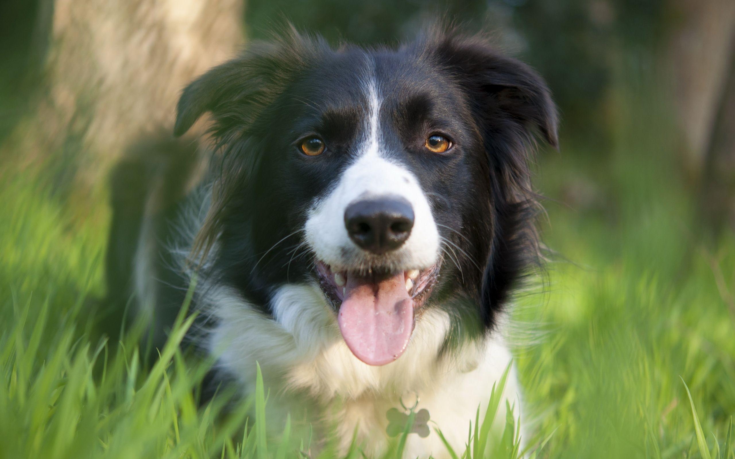 Border Collie, HD, Schwarzweiß, Hund, Porträt, 2560x1600 HD Desktop