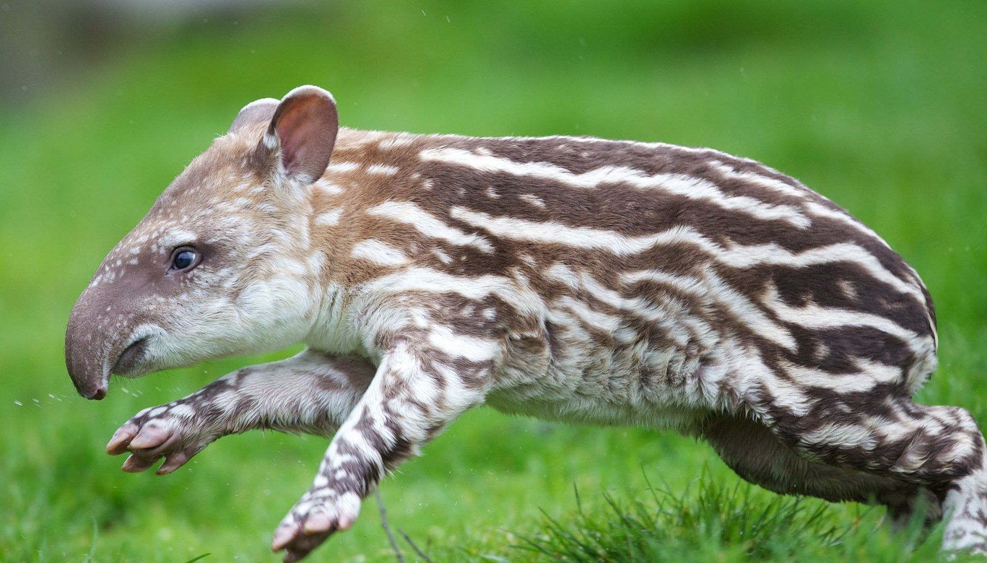 Tapir, HD-Bild, Natur, Tierwelt, 1920x1100 HD Desktop