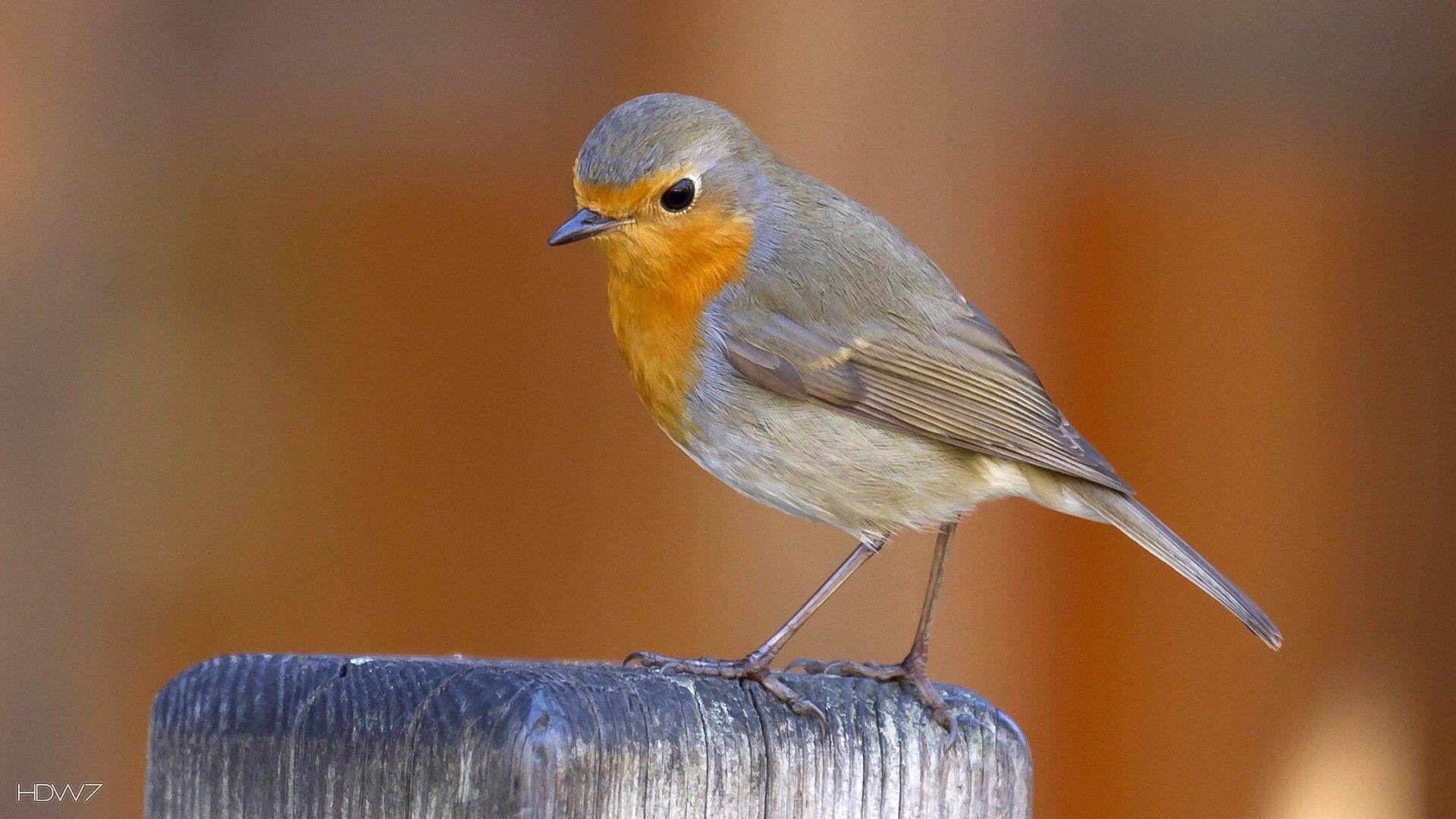 Europäisch, Rotkehlchen, Vogel, Galerie, HD, 1920x1080 Full HD Desktop