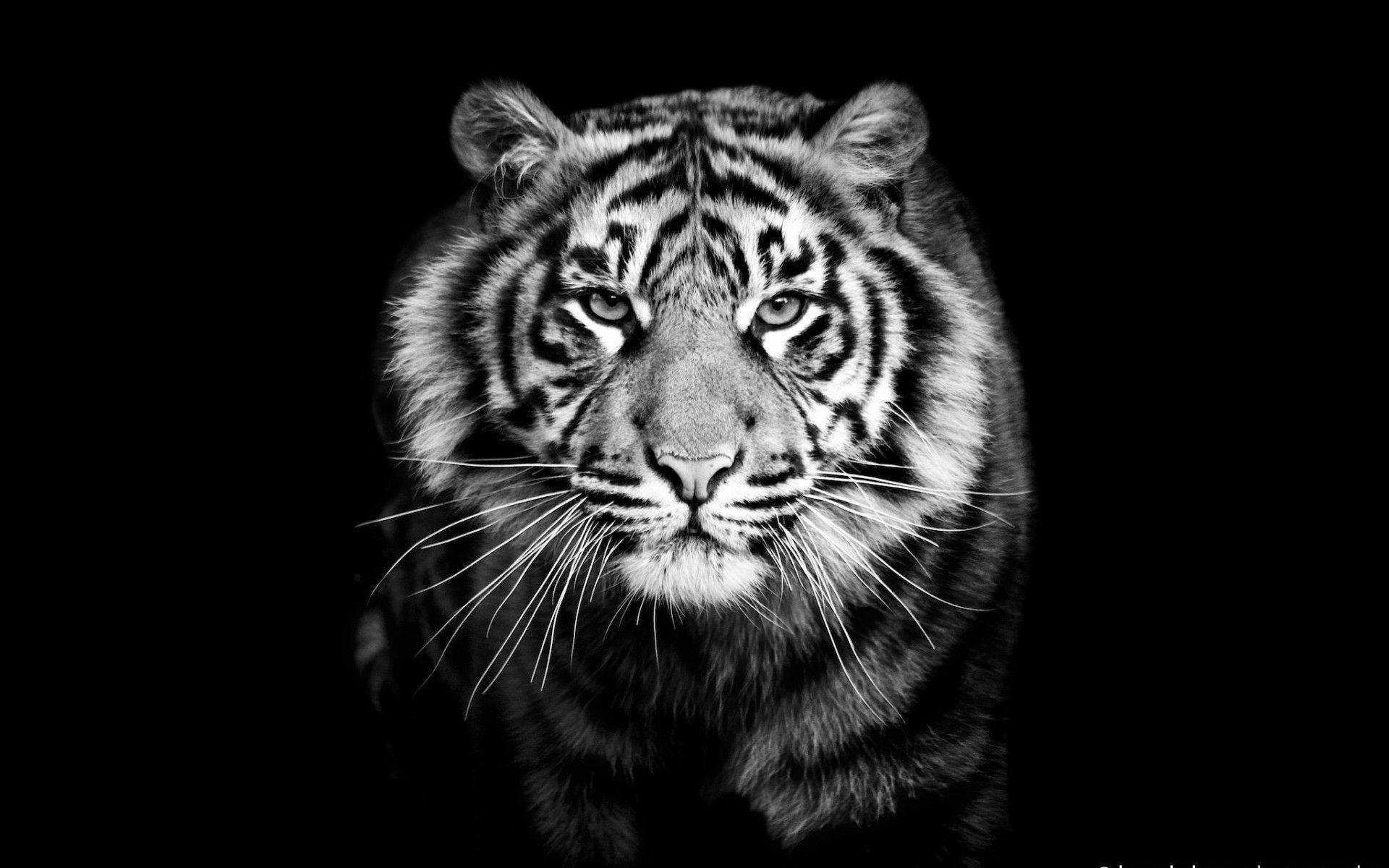 Schwarz-Weiß Tiger, Monochrom, Tiere, Kunst, 1920x1200 HD Desktop