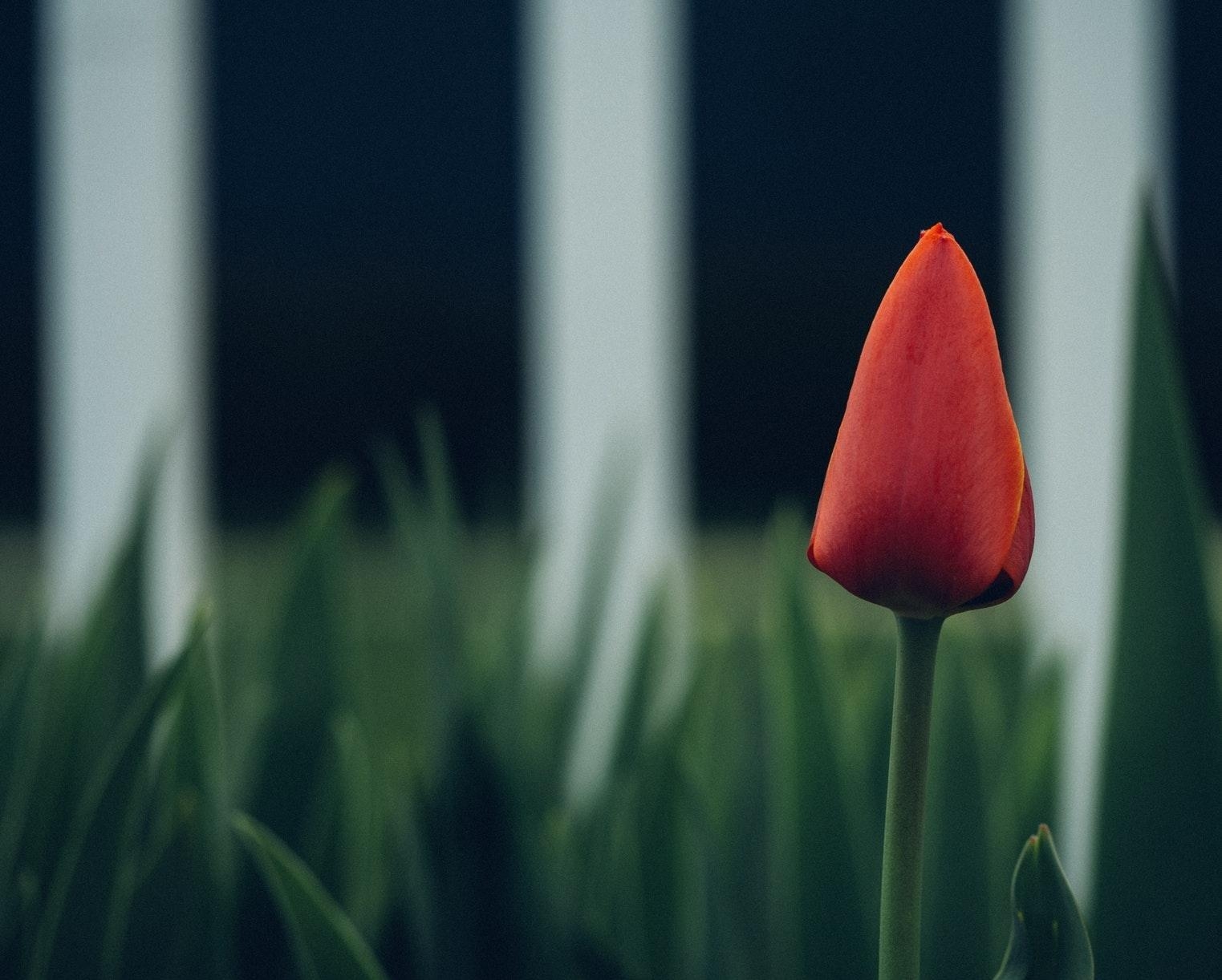 Verschwommene Tulpe, Rot, Telefon, HD, Natur, 1530x1230 HD Desktop