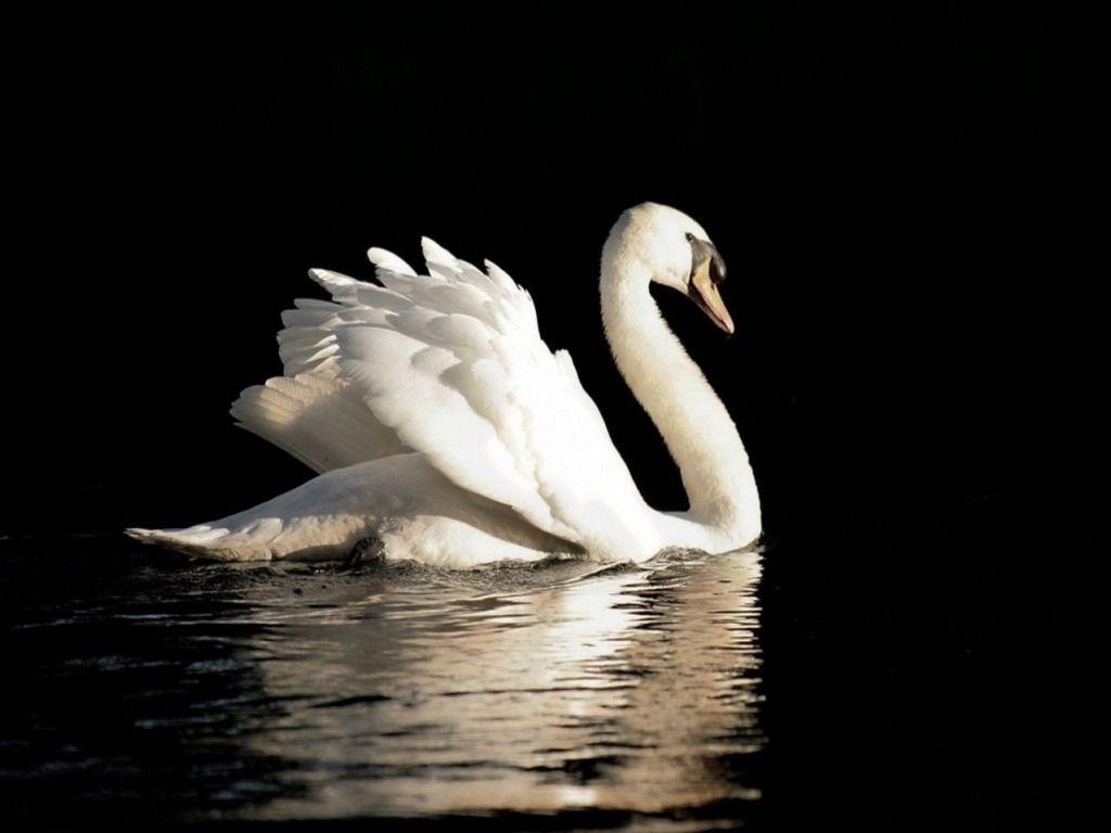 Schwan, Breitbild, Natur, Vogel, Hintergrund, 1030x770 HD Desktop