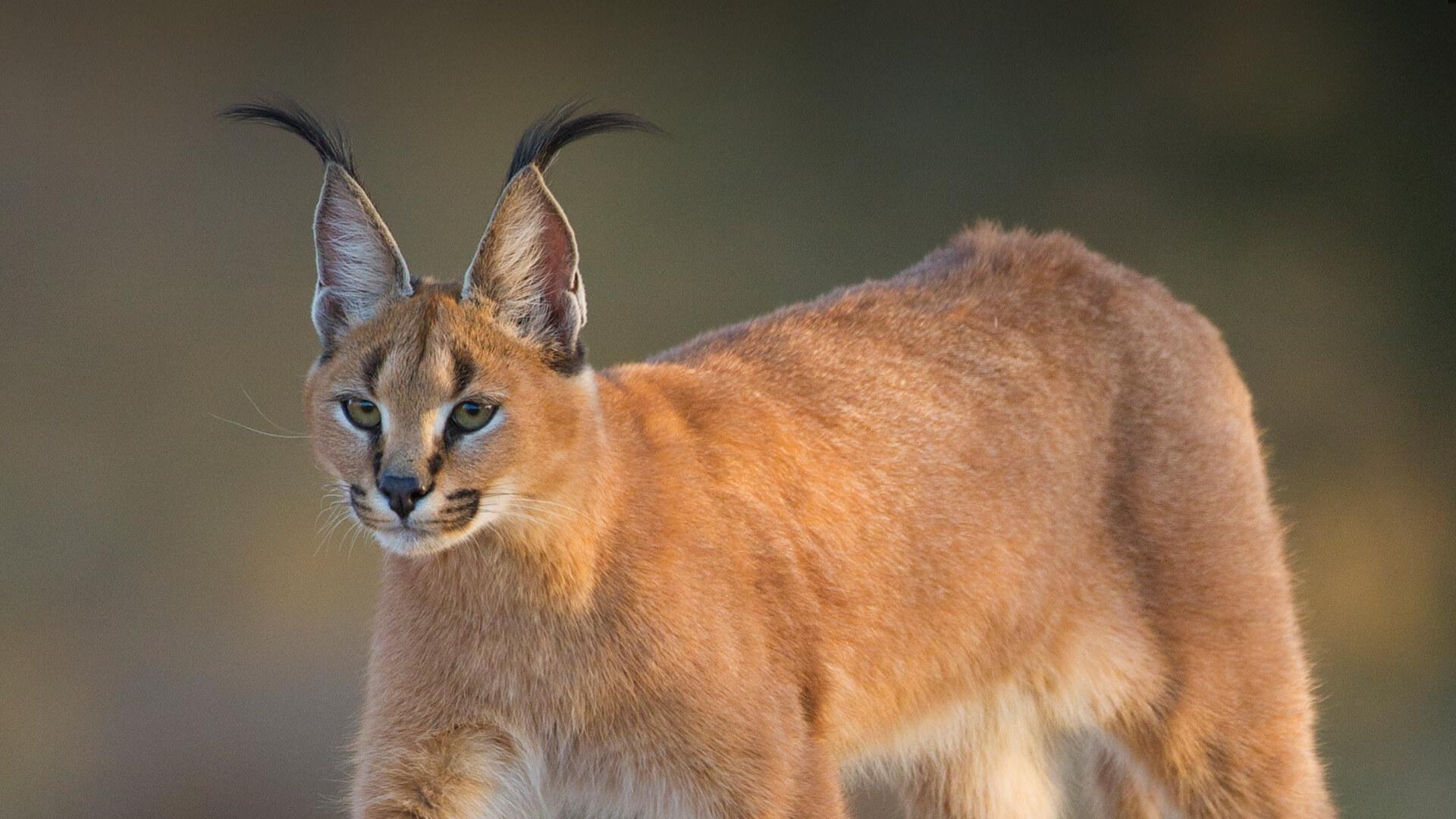 Karakal, San Diego Zoo, Tiere, Pflanzen, Wildtier, 1920x1080 Full HD Desktop