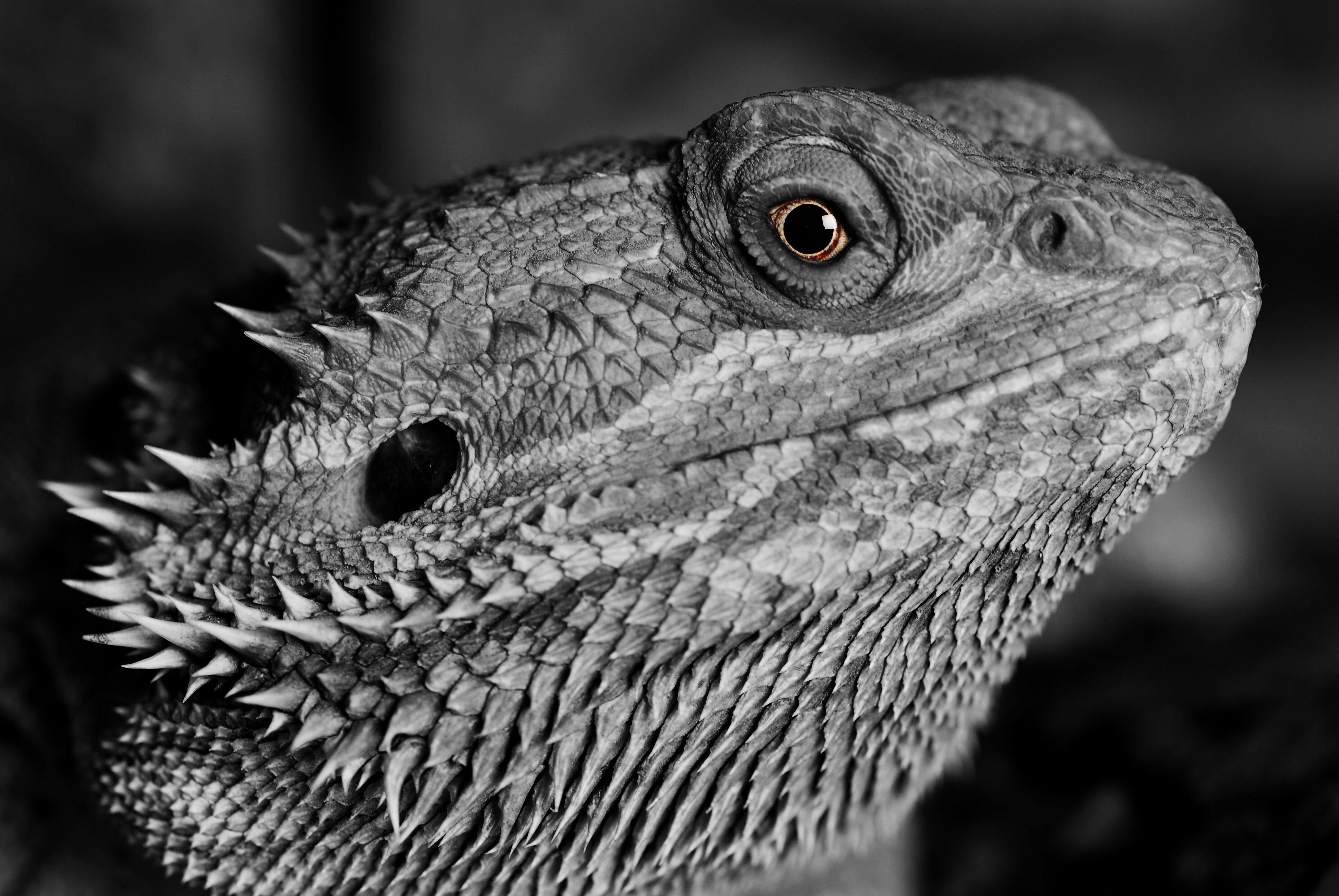 Eidechse, Reptil, Monochrom, 4K, Tier, 3880x2600 4K Desktop