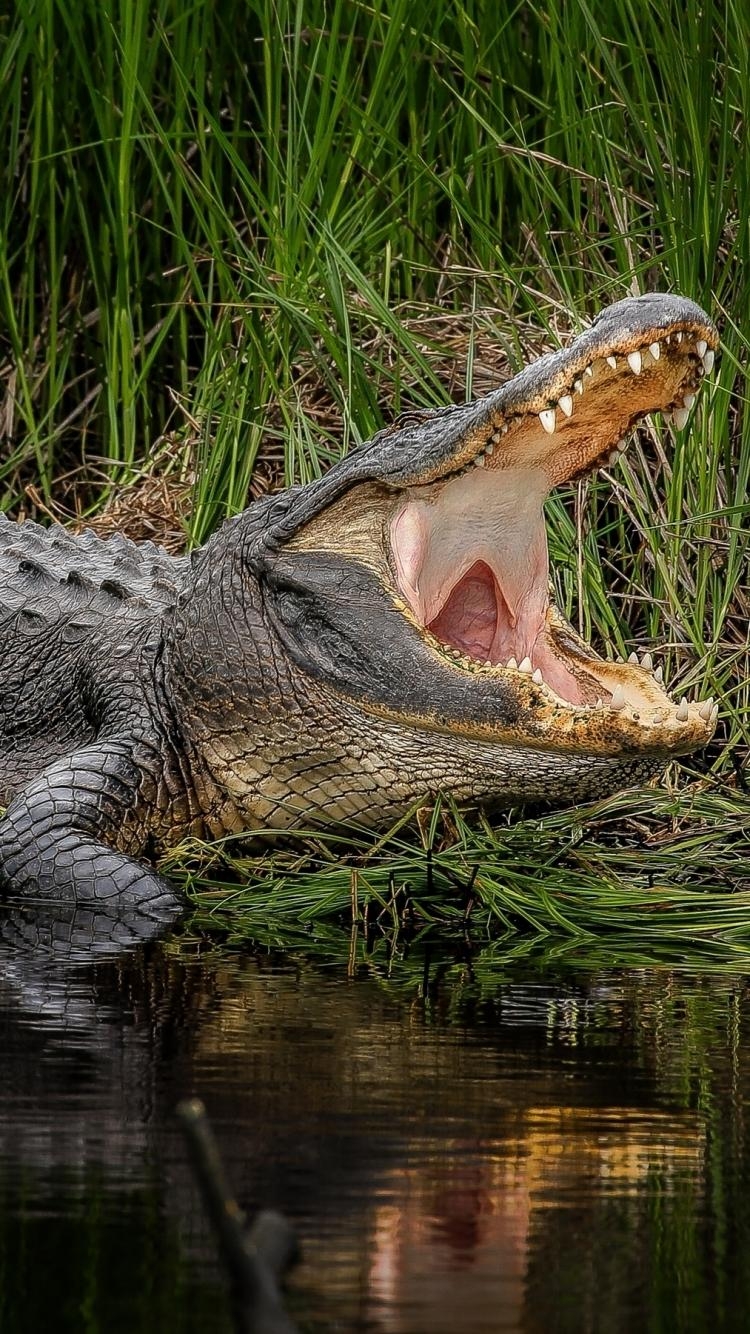 Alligator, Download, Tiere, Hintergrund, Bild, 750x1340 HD Handy