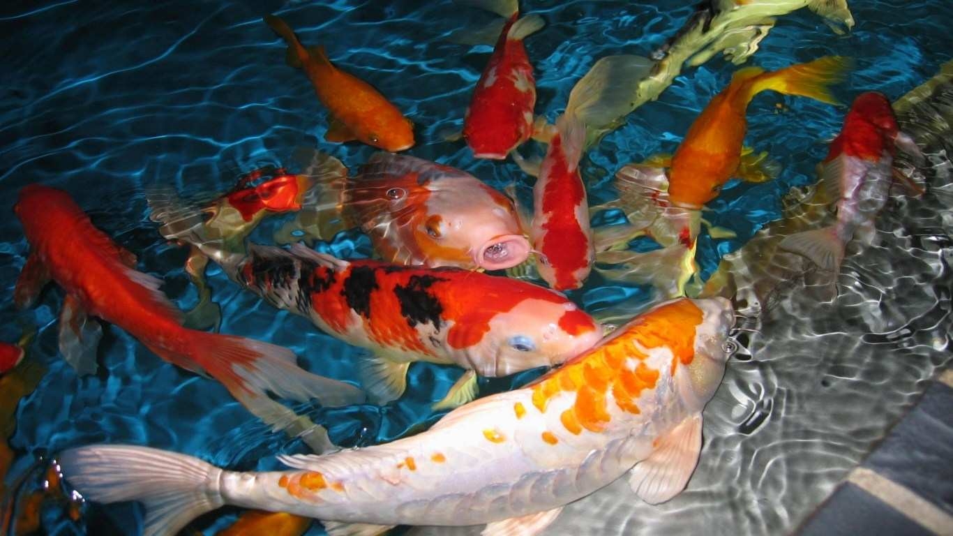 Koi, Teich, Lebend, HD, Download, 1370x770 HD Desktop