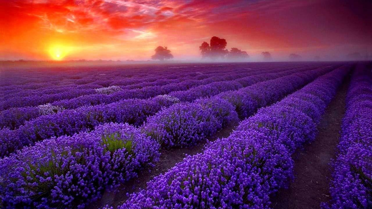 Lavendel, 16x800, Bild, Natur, Kunst, 1280x720 HD Desktop