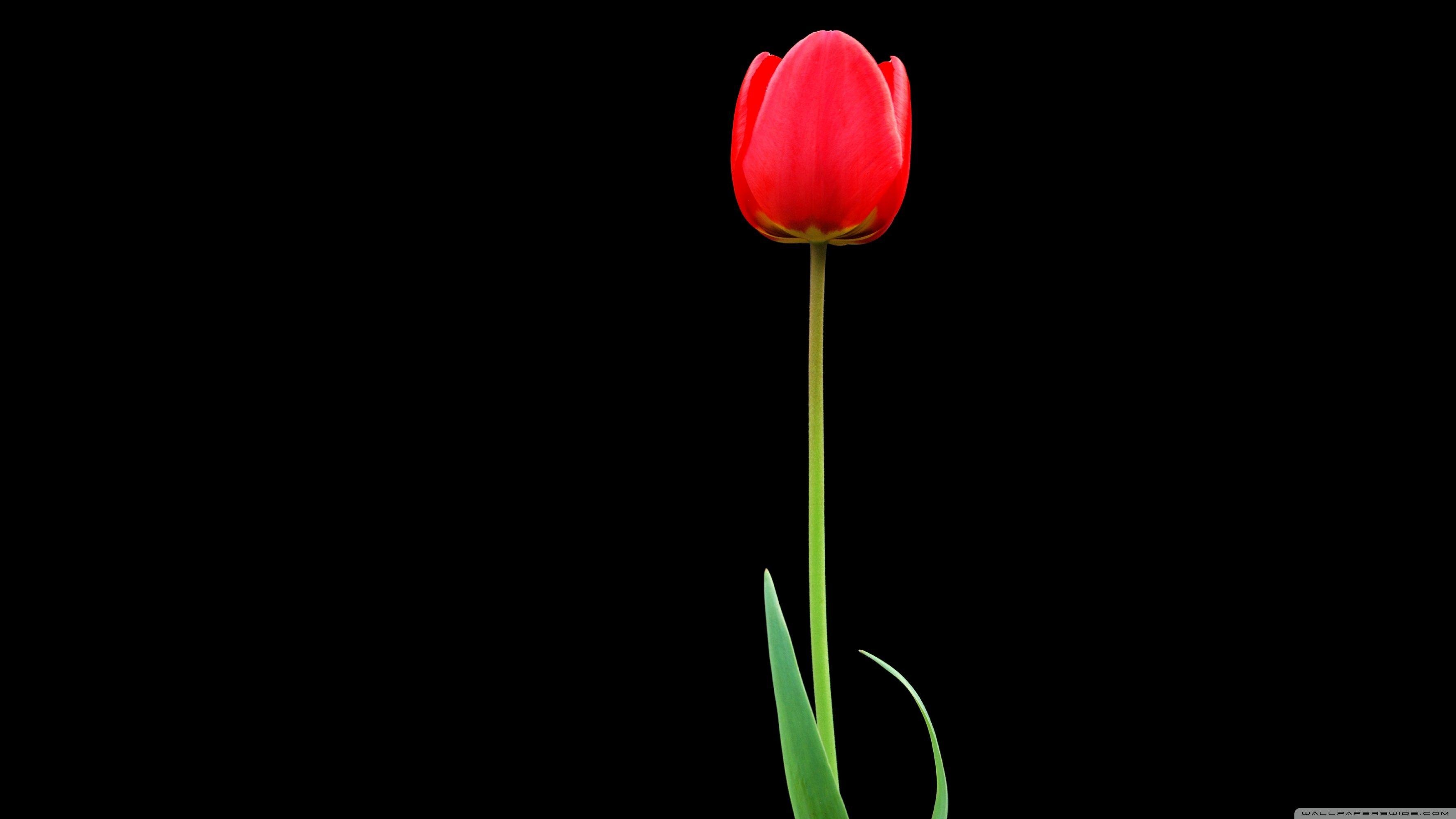 Tulpen, 4K HD, Desktop, TV, Tablet, 3560x2000 HD Desktop