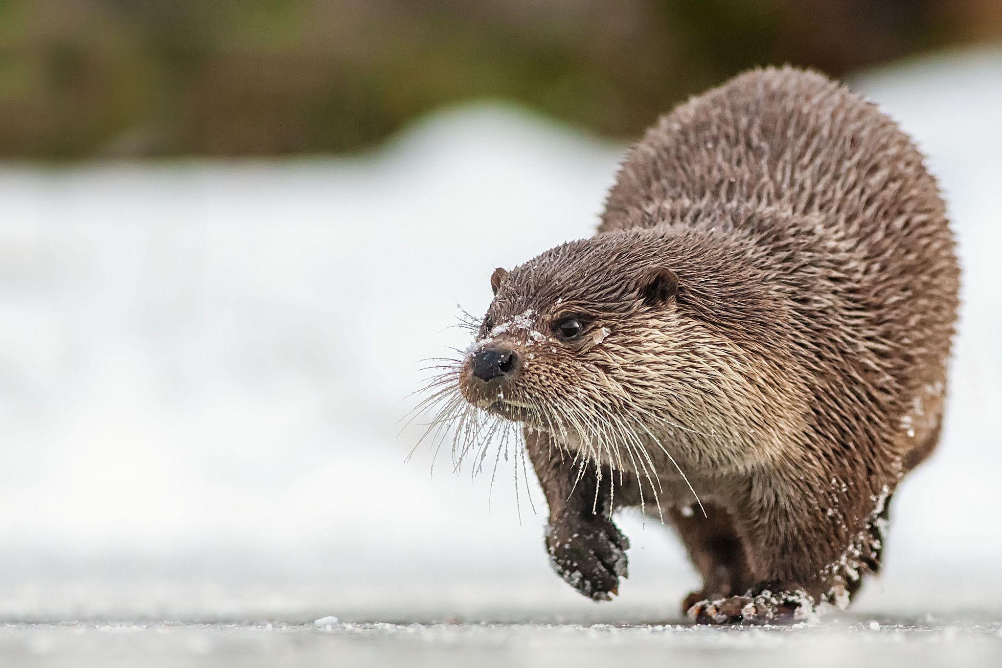 Otter, HD, Hintergrund, Bild, Wasser, 2050x1370 HD Desktop