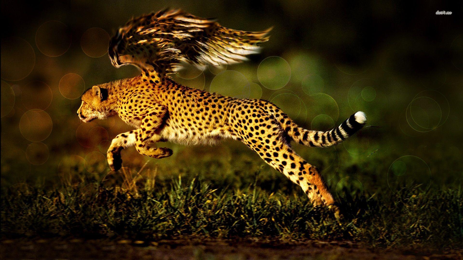 Gepard, LV6I, 63342 KB, Tiere, HD, 1920x1080 Full HD Desktop