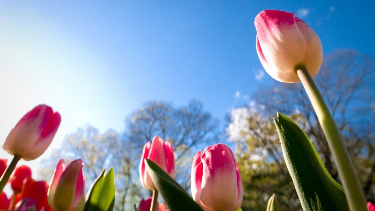 Tulpen, Sonnentag, Sommer, 4K, Blüten, 1280x720 HD Desktop