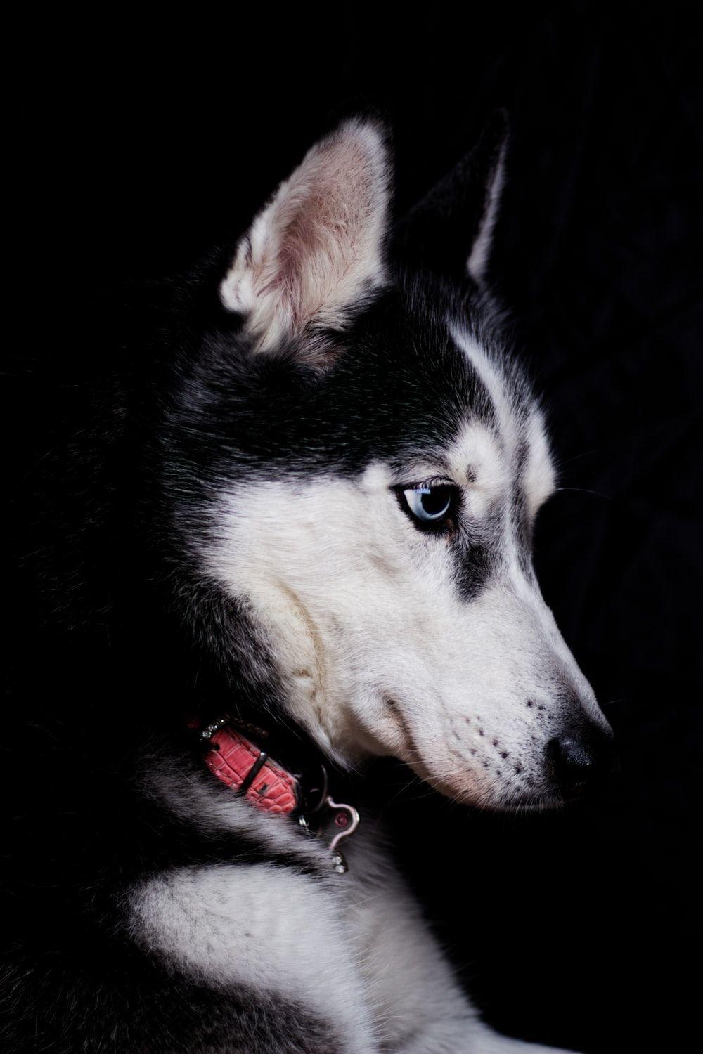 Sibirischer Husky, HD Bild, Kostenlos, Tier, Herunterladen, 1000x1500 HD Handy