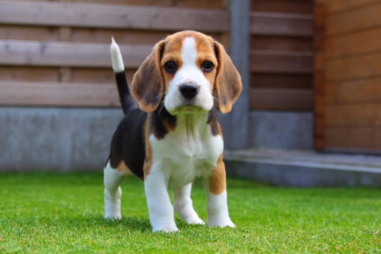 Niedlicher Beagle, Hund, Bild, 4K, Tiere, 1600x1070 HD Desktop