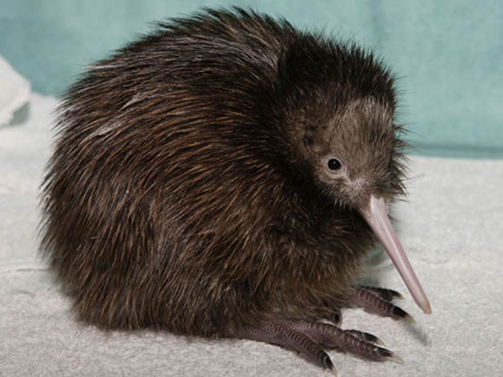 Kiwi, Kostenlos, Download, Wallpaper, Hintergrund, 1030x770 HD Desktop