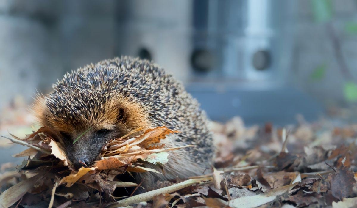 Igel, Tierfotografie, Bild, Hintergrund, Detail, 1200x700 HD Desktop