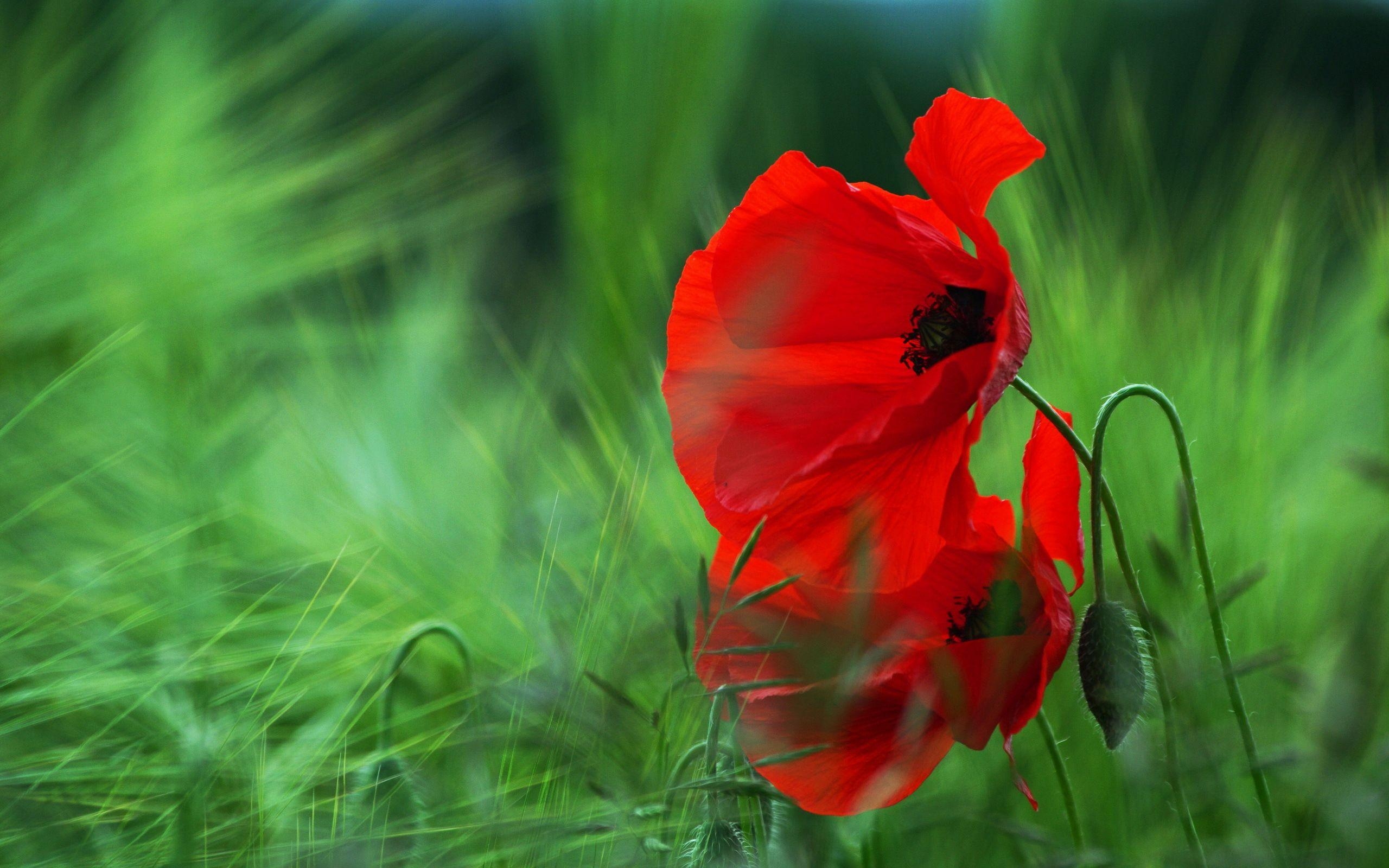 Mohn, HD, Blumenbild, Naturschönheit, Hintergrund, 2560x1600 HD Desktop