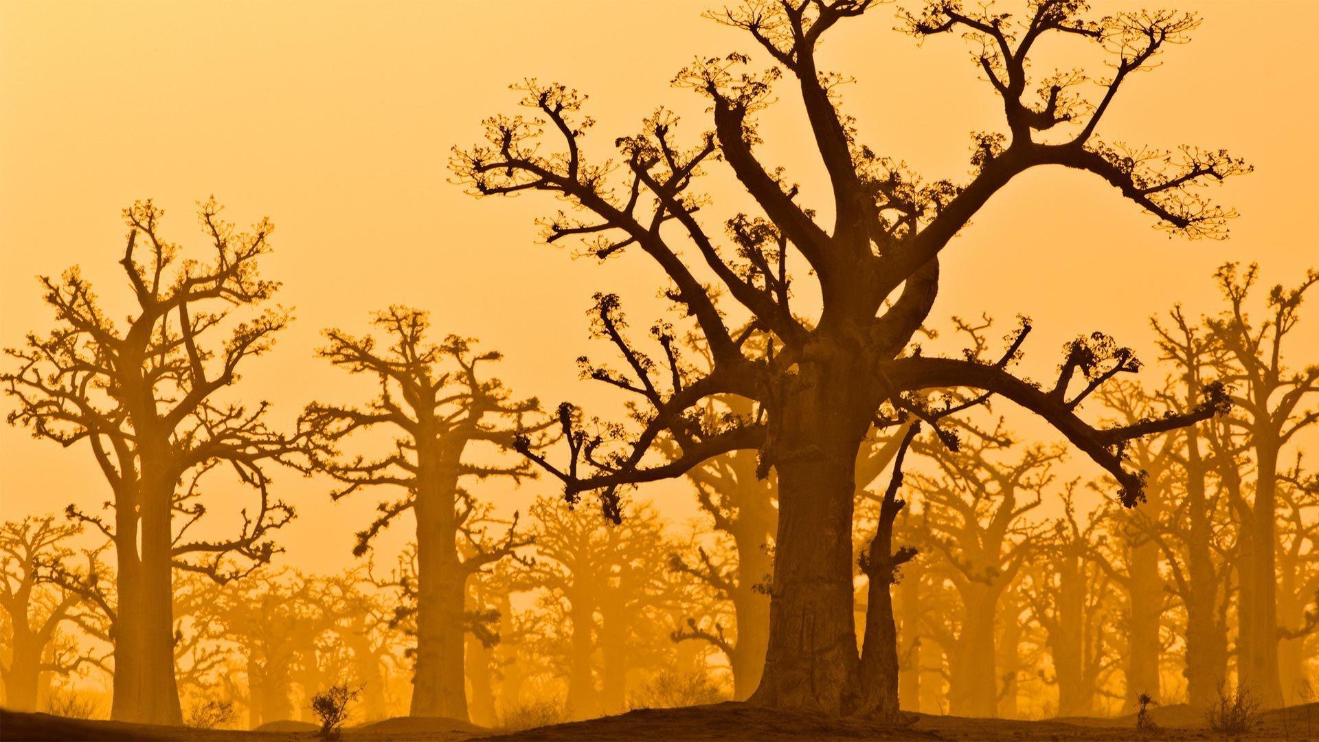 Baobab, Hain, Senegal, Natur, Afrika, 1920x1080 Full HD Desktop