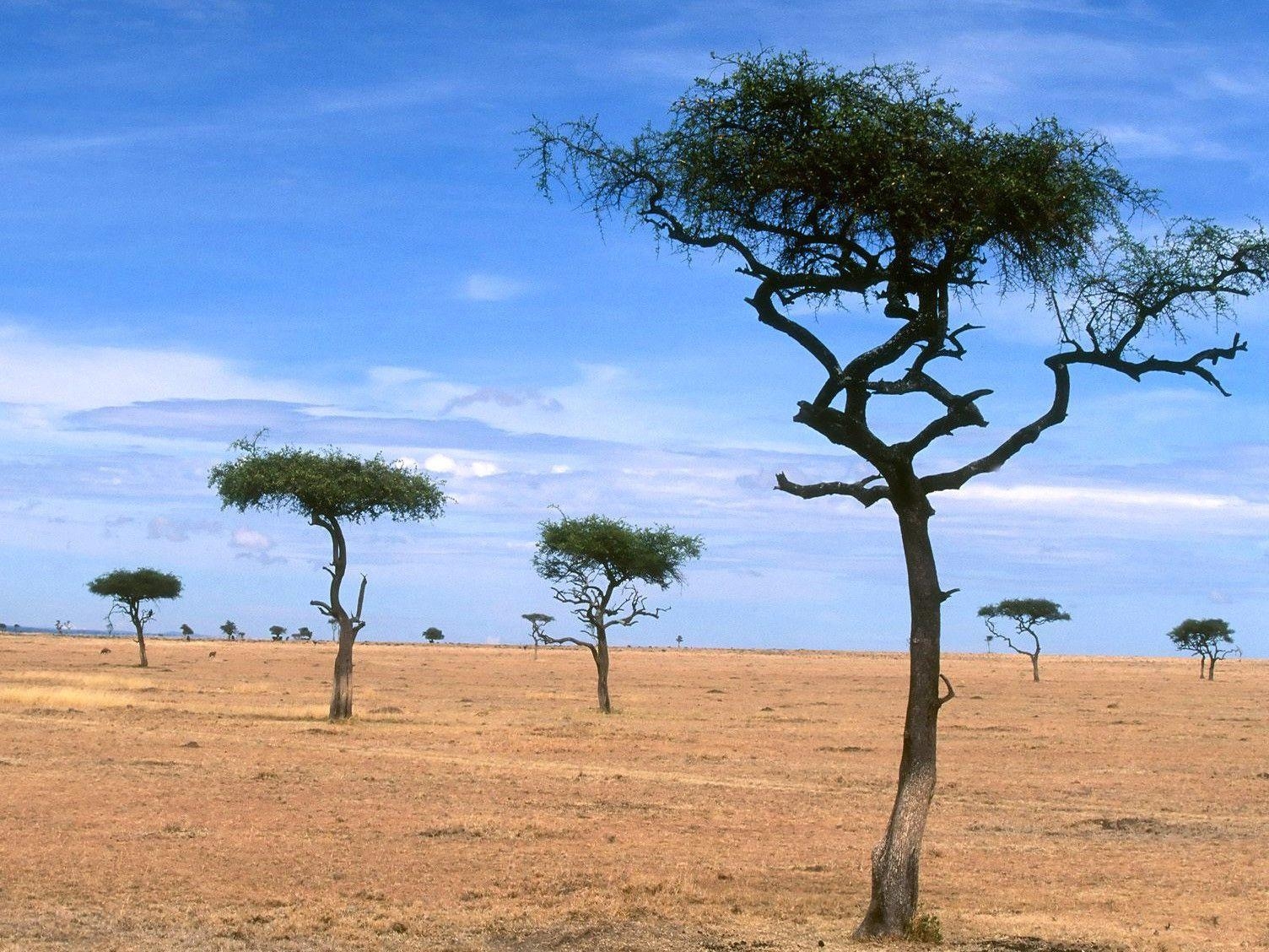 Kenia, Natur, Organische Pflanzen, Reisefotografie, 1510x1130 HD Desktop