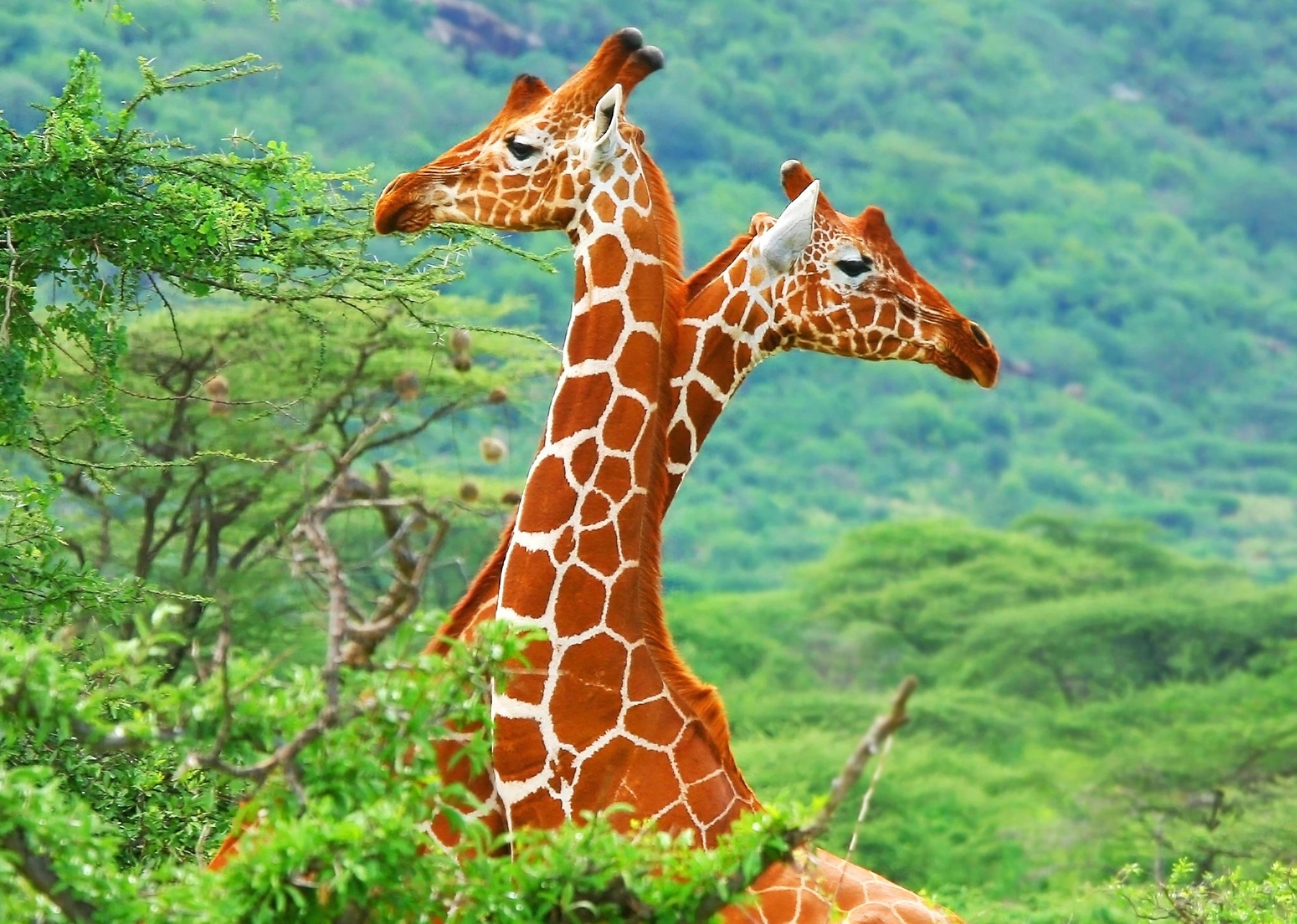 HD Hintergrund, Giraffe, Tiere, Safari, Natur, 2020x1440 HD Desktop