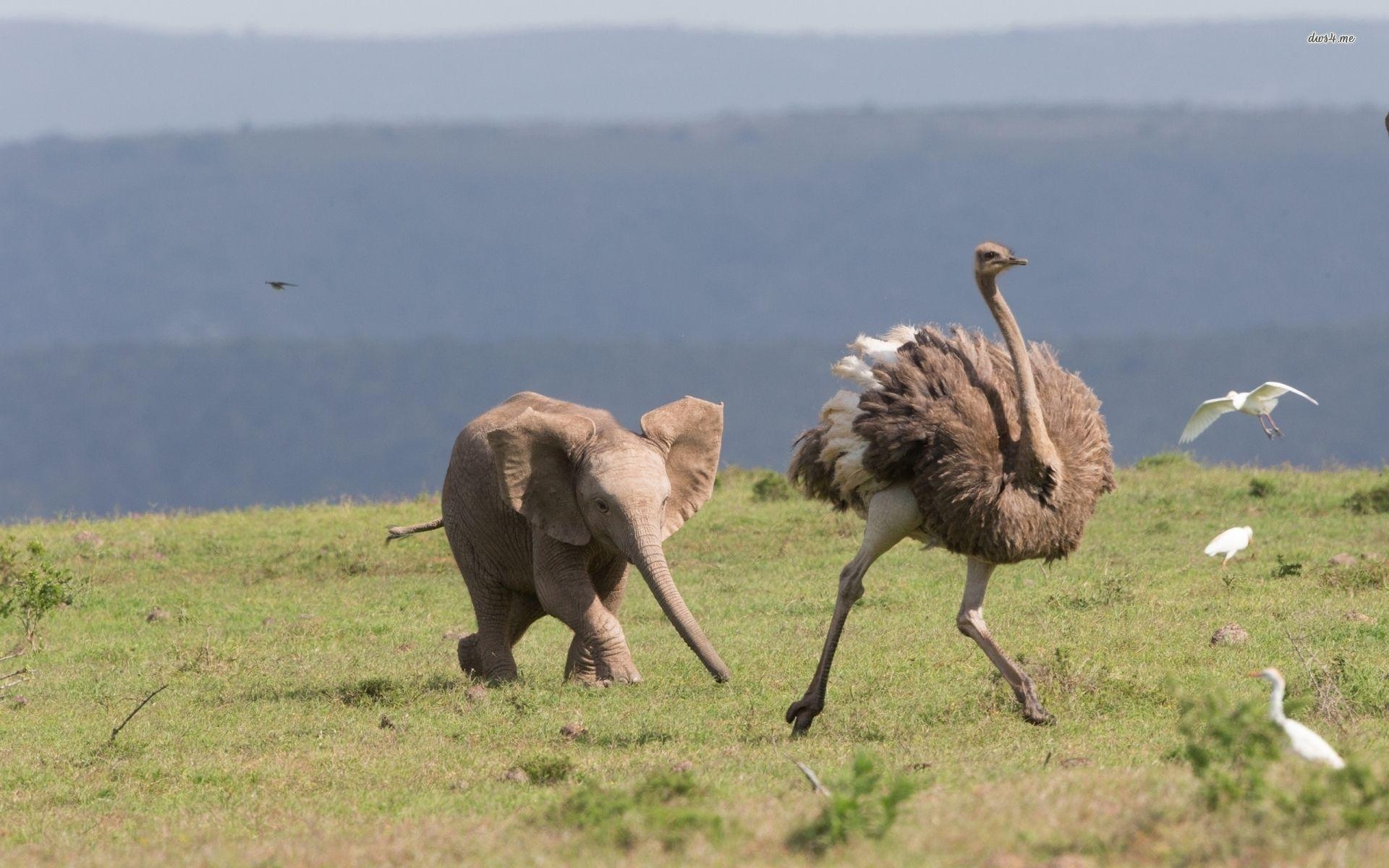 Baby Elefant, Strauß, Tiere, Hintergrund, Bild, 1920x1200 HD Desktop