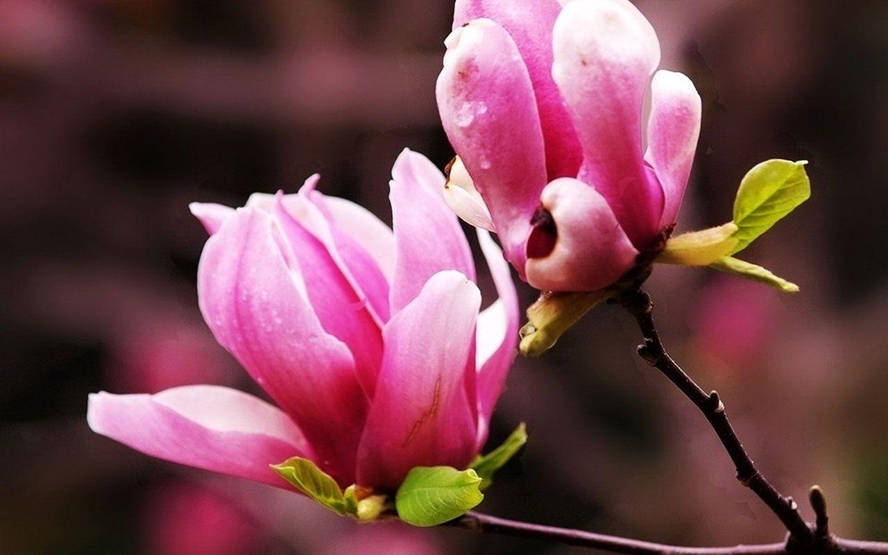 Kostenfreier Download, Magnolien, Natur, Blüten, Hintergrund, 1280x800 HD Desktop