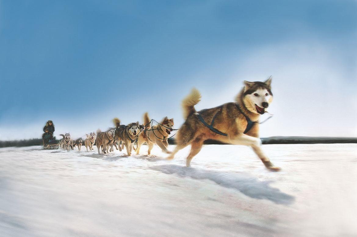 Hundeschlitten, lustig, Winter, Hunde, Schlitten, 1170x780 HD Desktop