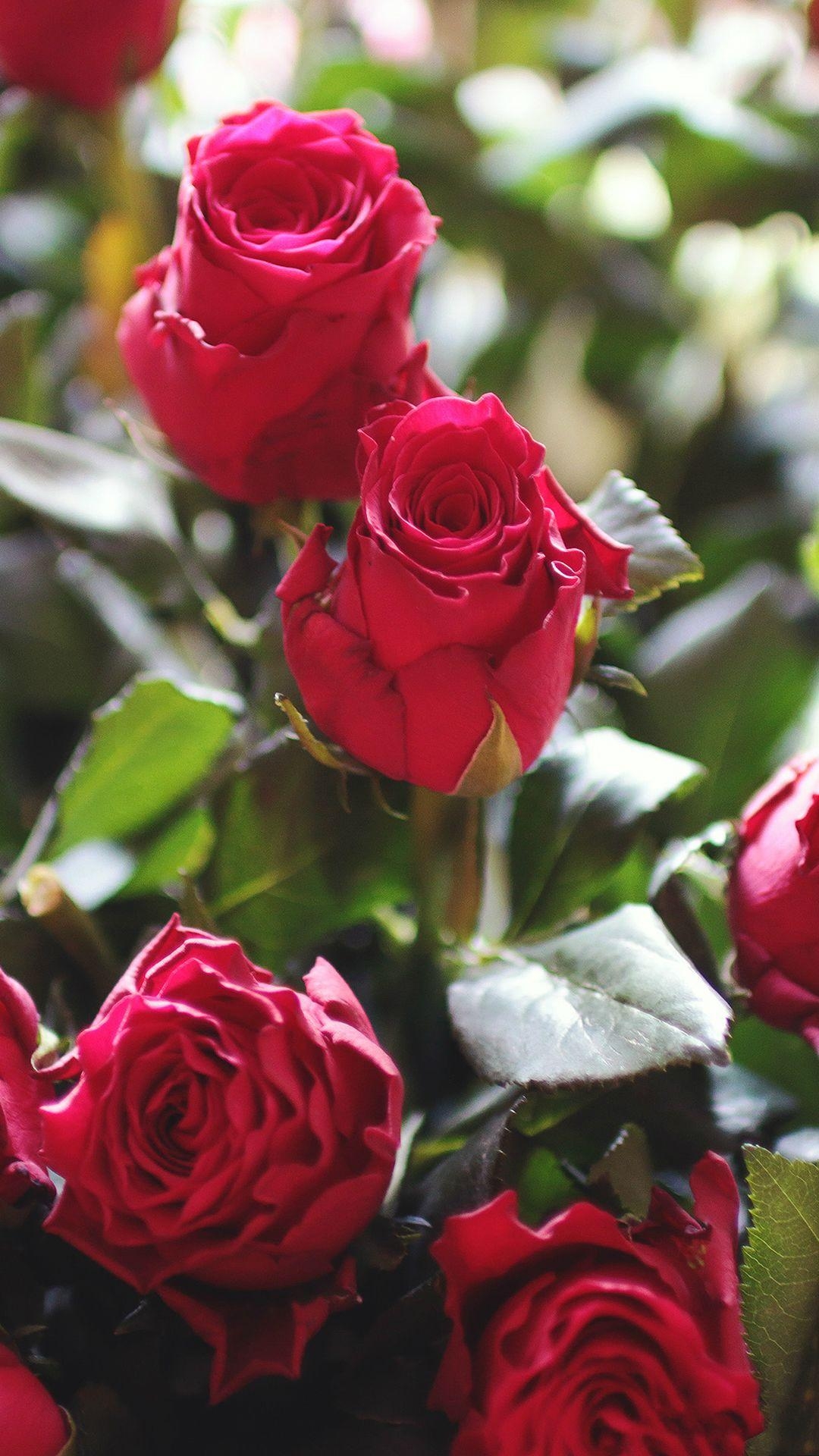 Rote Rose, Natur, HD, Geschenk, Blumenstrauß, 1080x1920 Full HD Handy