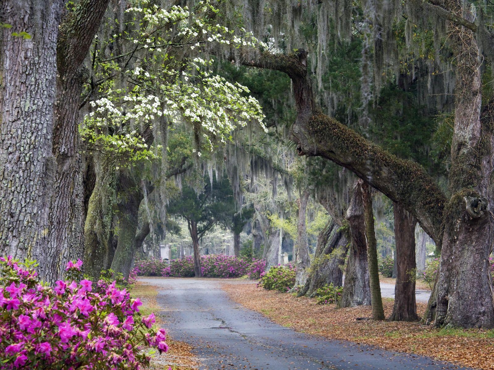 Savannah Ideen, Chat, Georgia, Südstaaten, Reisetipps, 1600x1200 HD Desktop