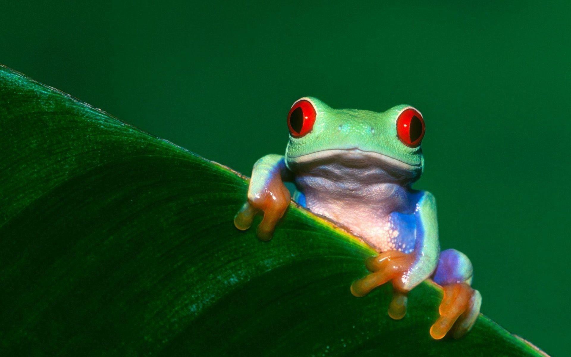 Baumfrosch, Hintergrund, Tiere, Natur, HD, 1920x1200 HD Desktop