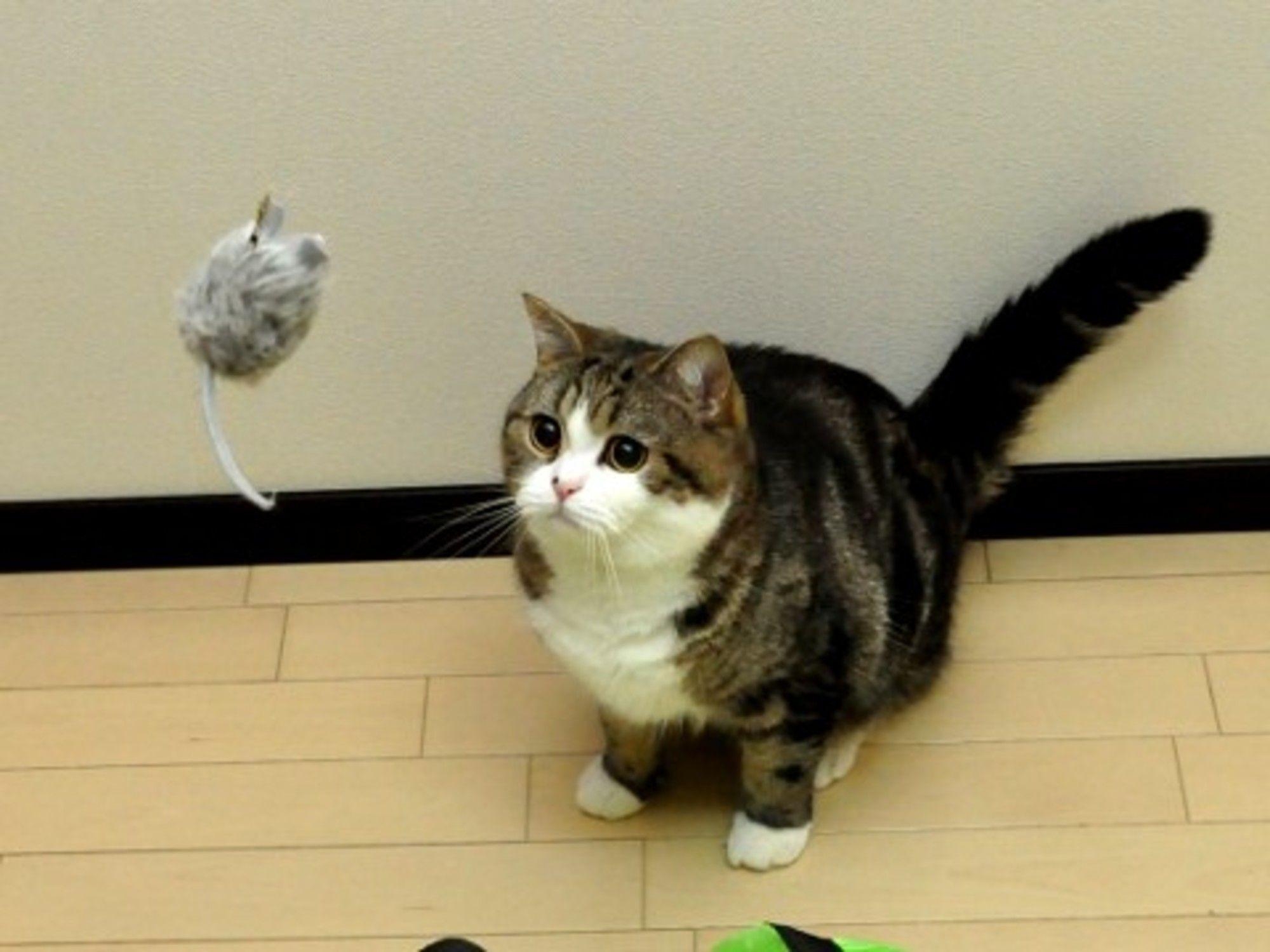 Maru Katze, Spielzeugmaus, Spielen, Japan, Niedlich, 2000x1500 HD Desktop