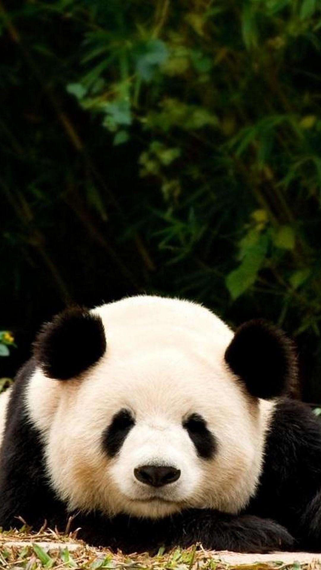 Panda, iPhone 7, 3D, Handy, Tierbilder, 1080x1920 Full HD Handy