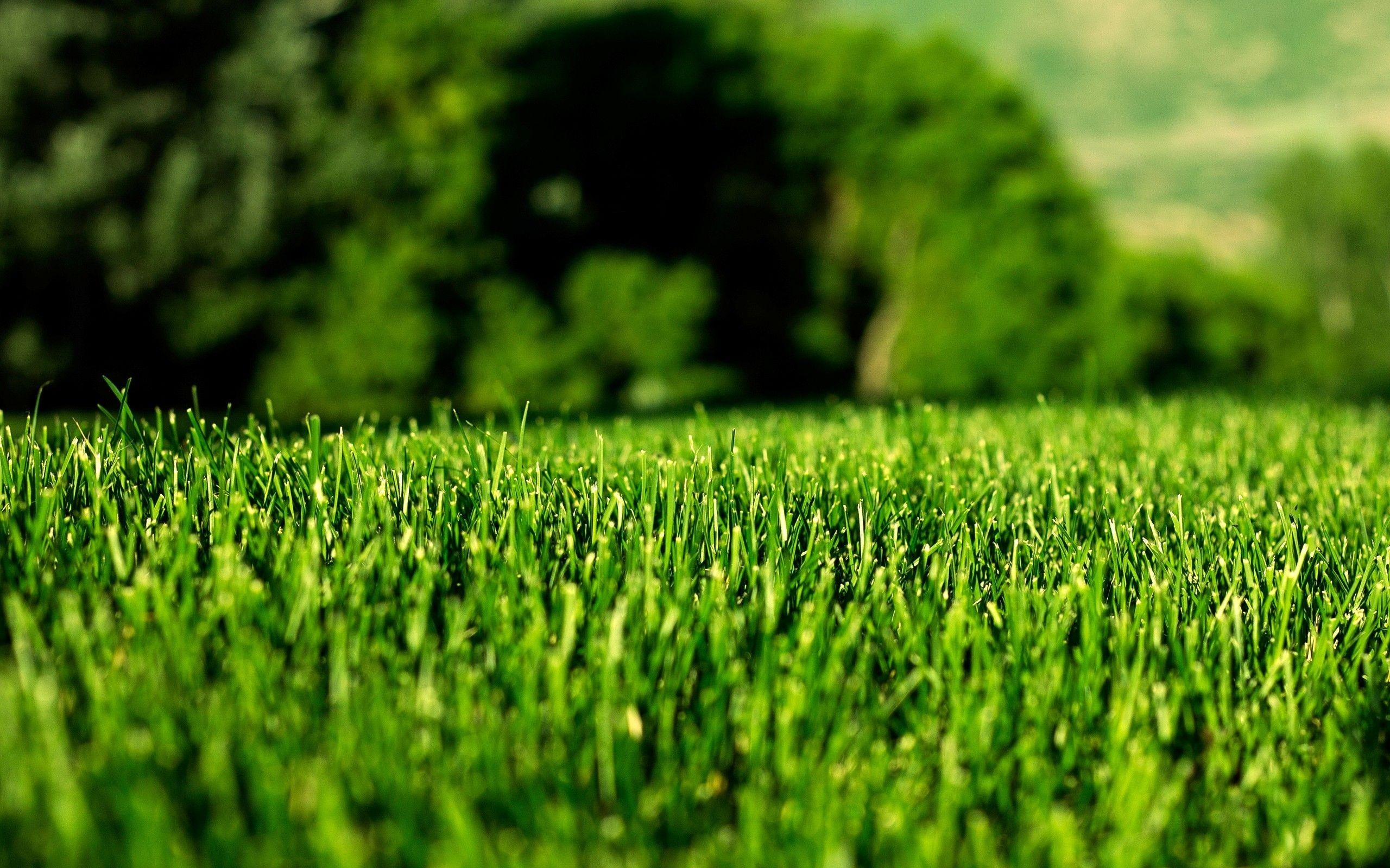 Gras, 2560x1707, Hintergrund, Natürlich, Landschaft, 2560x1600 HD Desktop