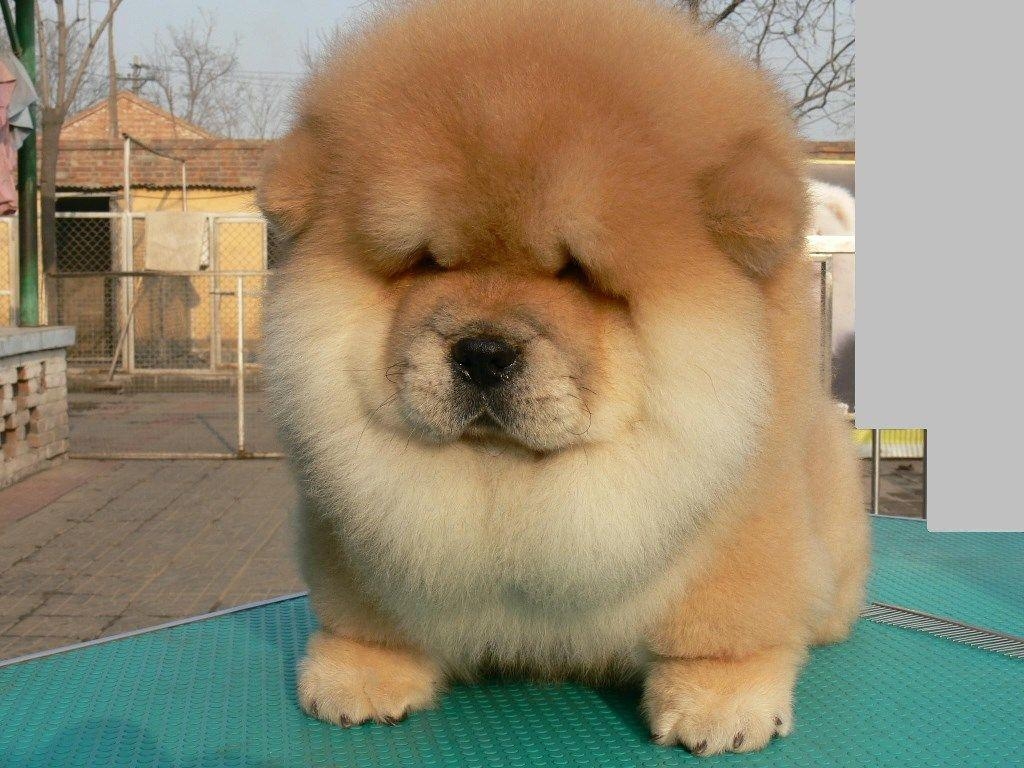 Chow Chow, Hintergrund, Naomi Merdinger, HD, Tiere, 1030x770 HD Desktop