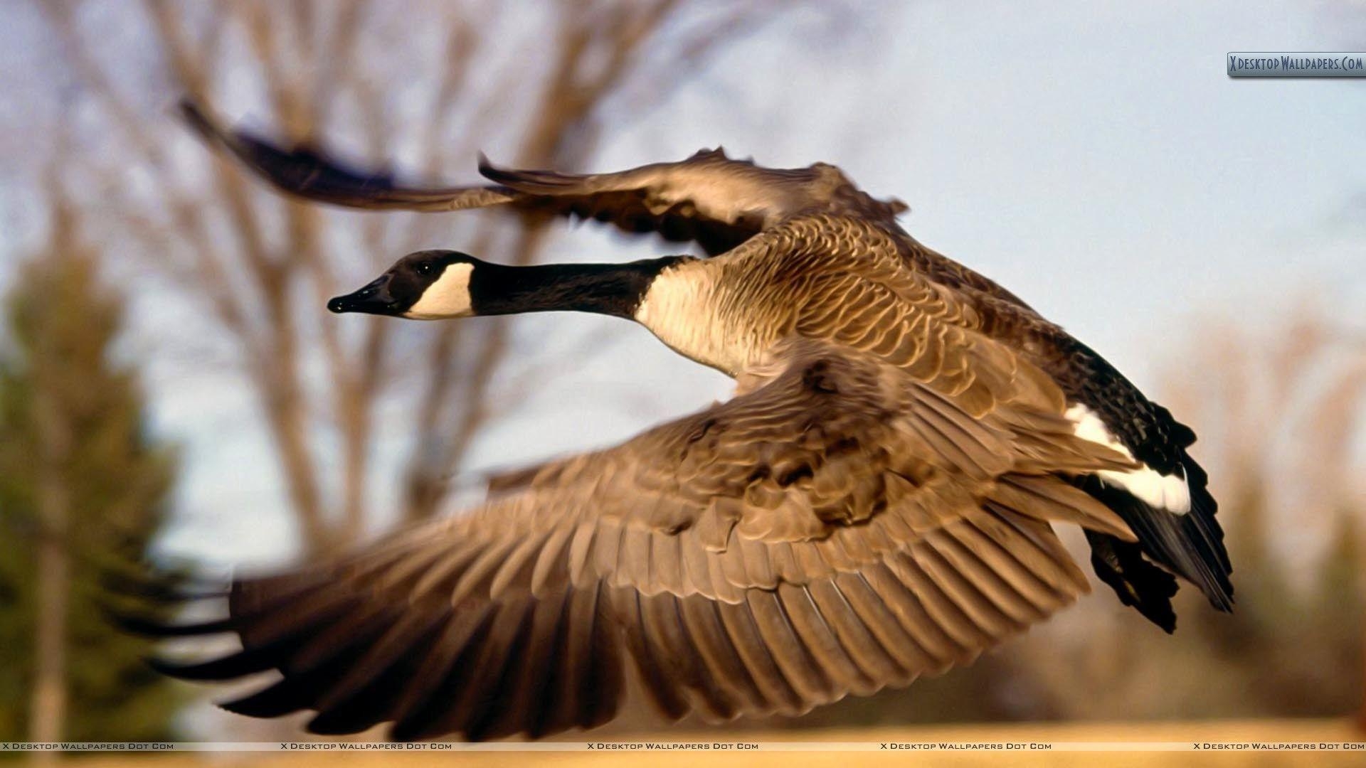 Gans, Kanada, Flug, Vögel, Natur, 1920x1080 Full HD Desktop