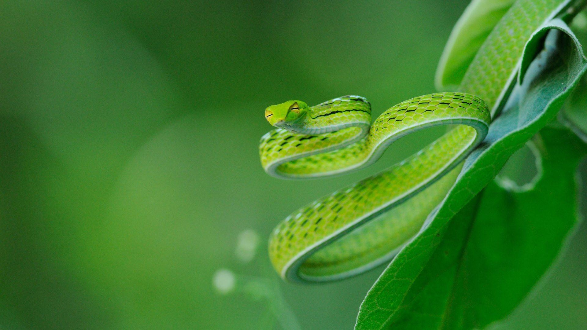 4K Schlangen, Qualität, HD, Hintergrund, Natur, 1920x1080 Full HD Desktop