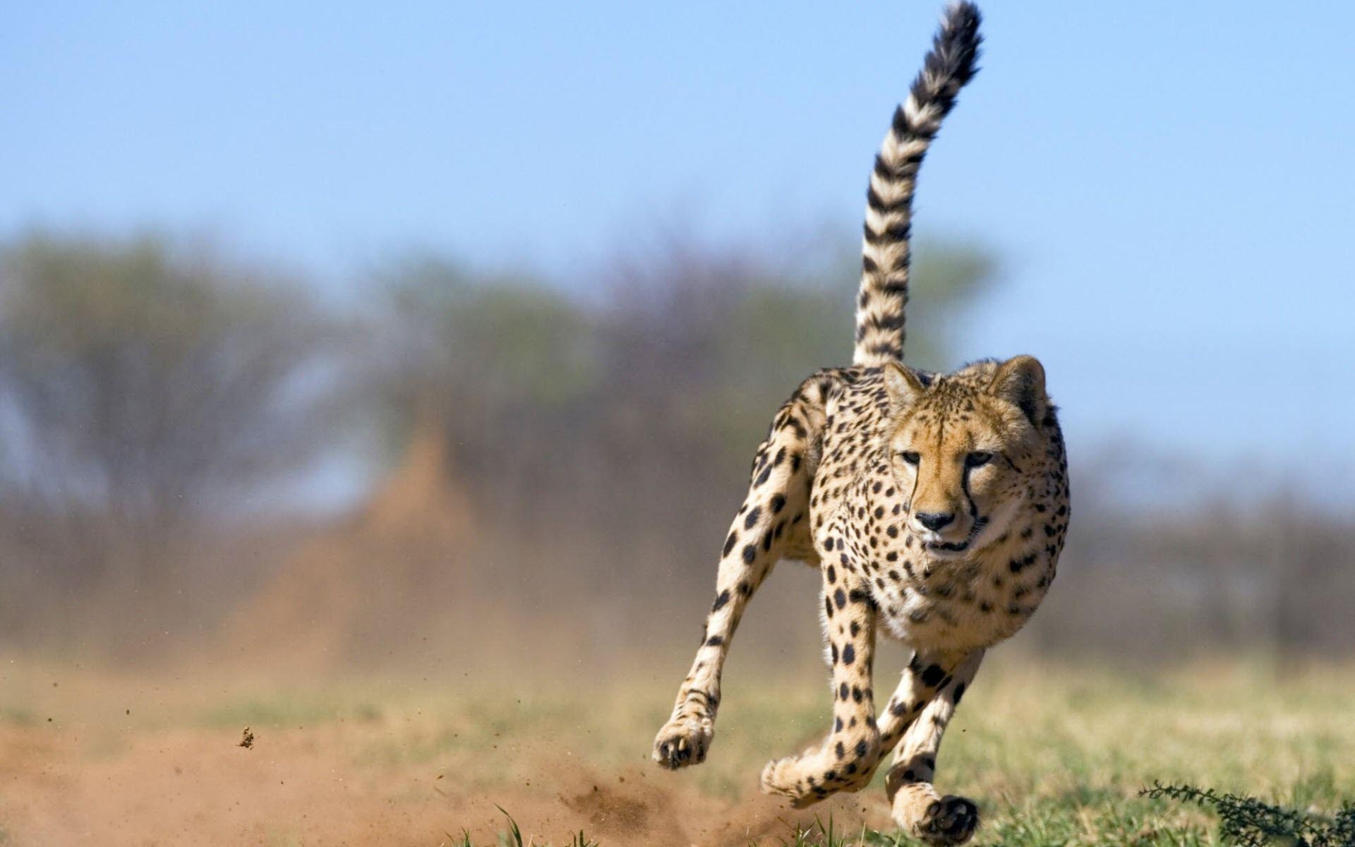 Gepard, Tiere, rennend, Führungsqualität, Hintergrund, 1920x1200 HD Desktop