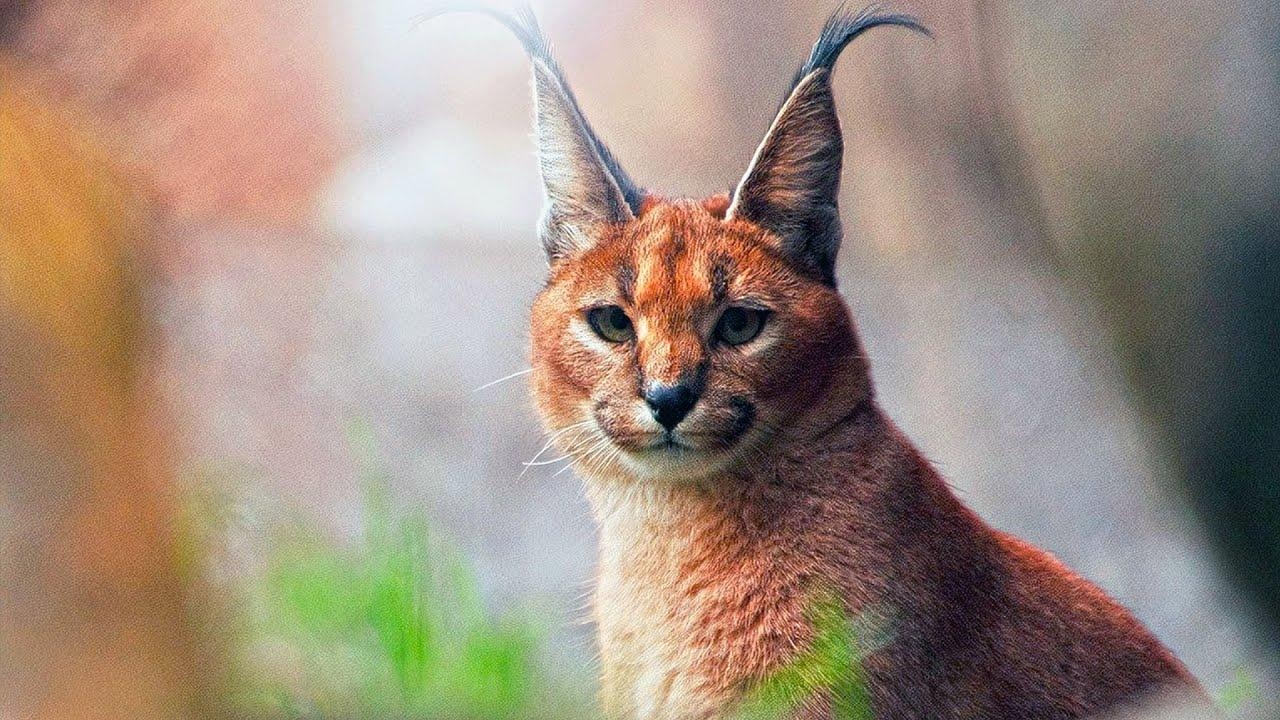 Karakal, Schnellste, Kleinere Wildkatzen, 1280x720 HD Desktop