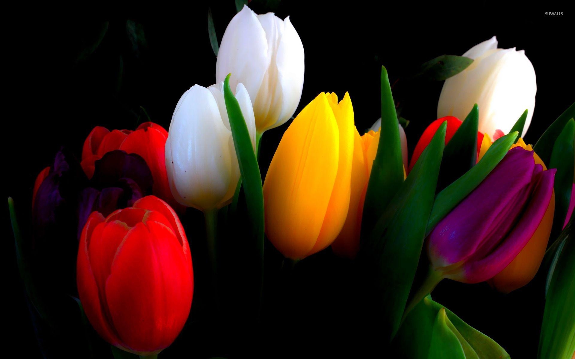 Tulpe Natur, bunt, Hintergrund, Farbe, Frühling, 1920x1200 HD Desktop