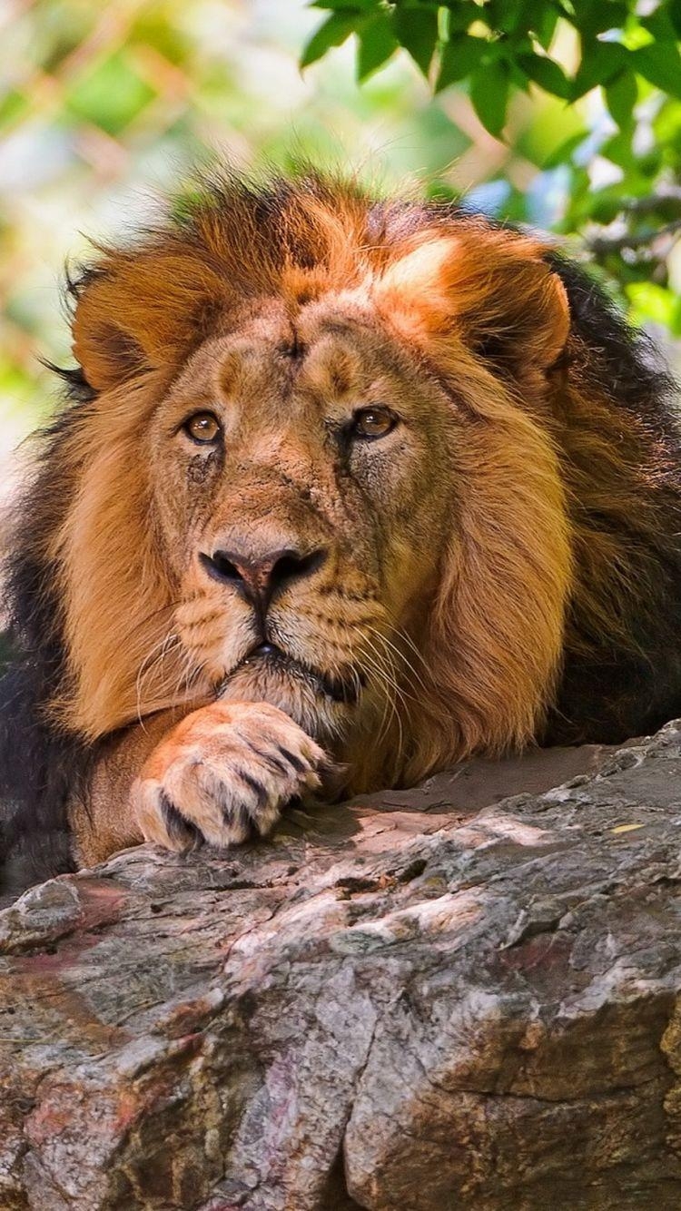 iPhone 6, Wildtiere, Hintergrund, Natur, Tierwelt, 750x1340 HD Handy