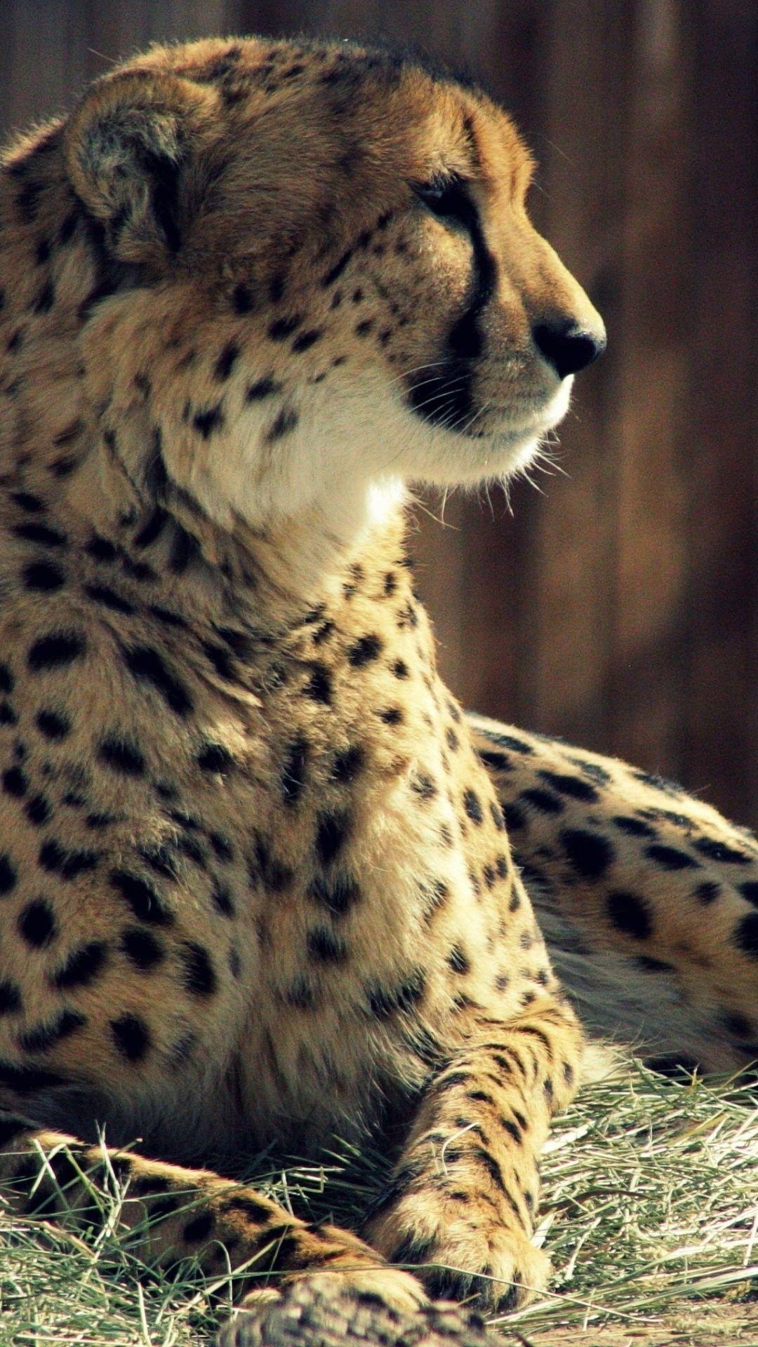 Gepard, Tiere, faszinierender, Hintergrund, wild, 1080x1920 Full HD Handy