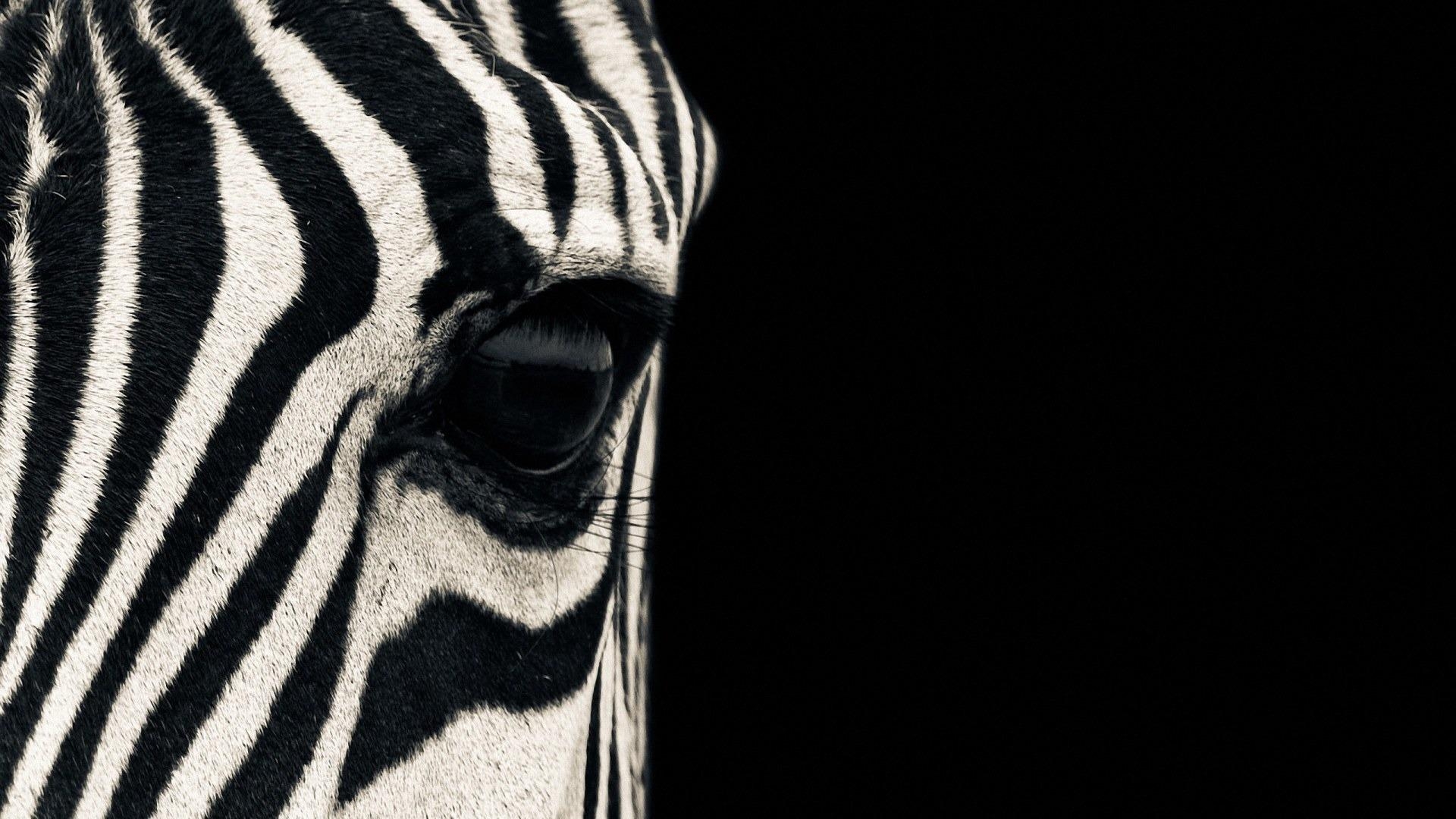 Zebra, HD, Hintergrund, Natur, Muster, 1920x1080 Full HD Desktop