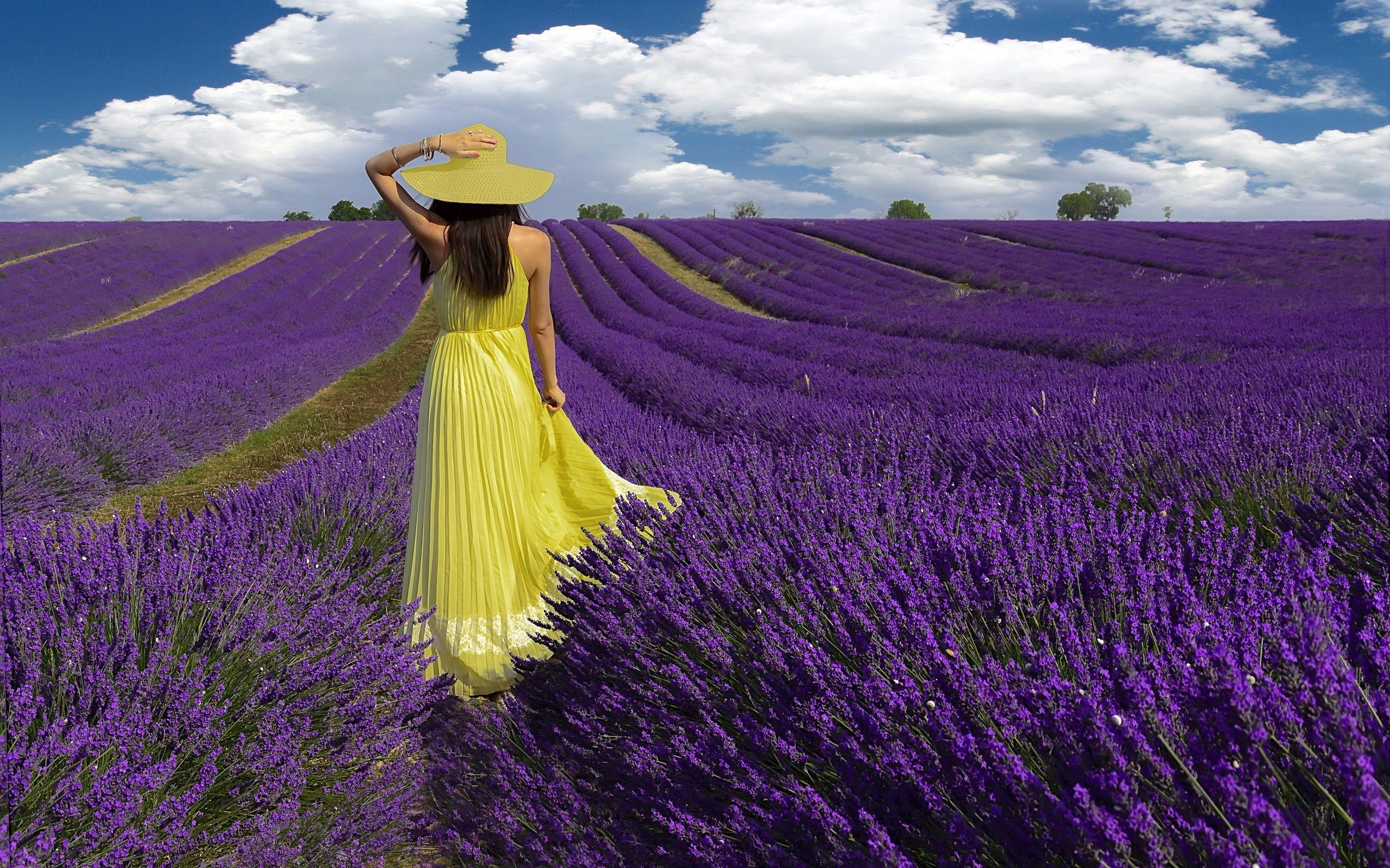 Lavendel, HD, Natur, Hintergrundbild, Lila, 2560x1600 HD Desktop