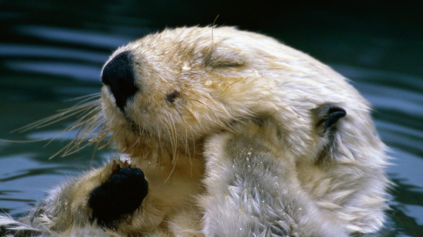 Meeresotter, Tiere, Otter, Hintergrundbild, HD, 1370x770 HD Desktop