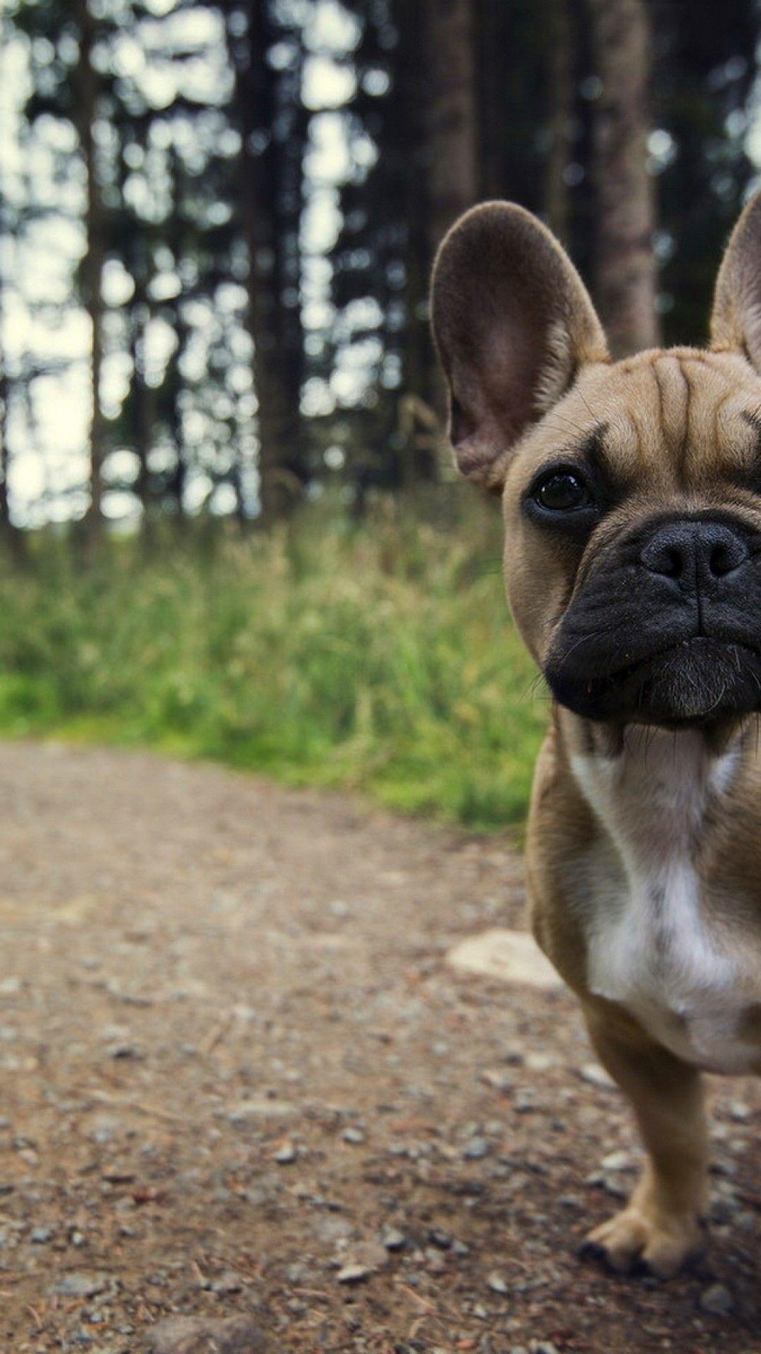 Französische Bulldogge, Kamera, Straße, Bild, liebenswert, 1080x1920 Full HD Handy