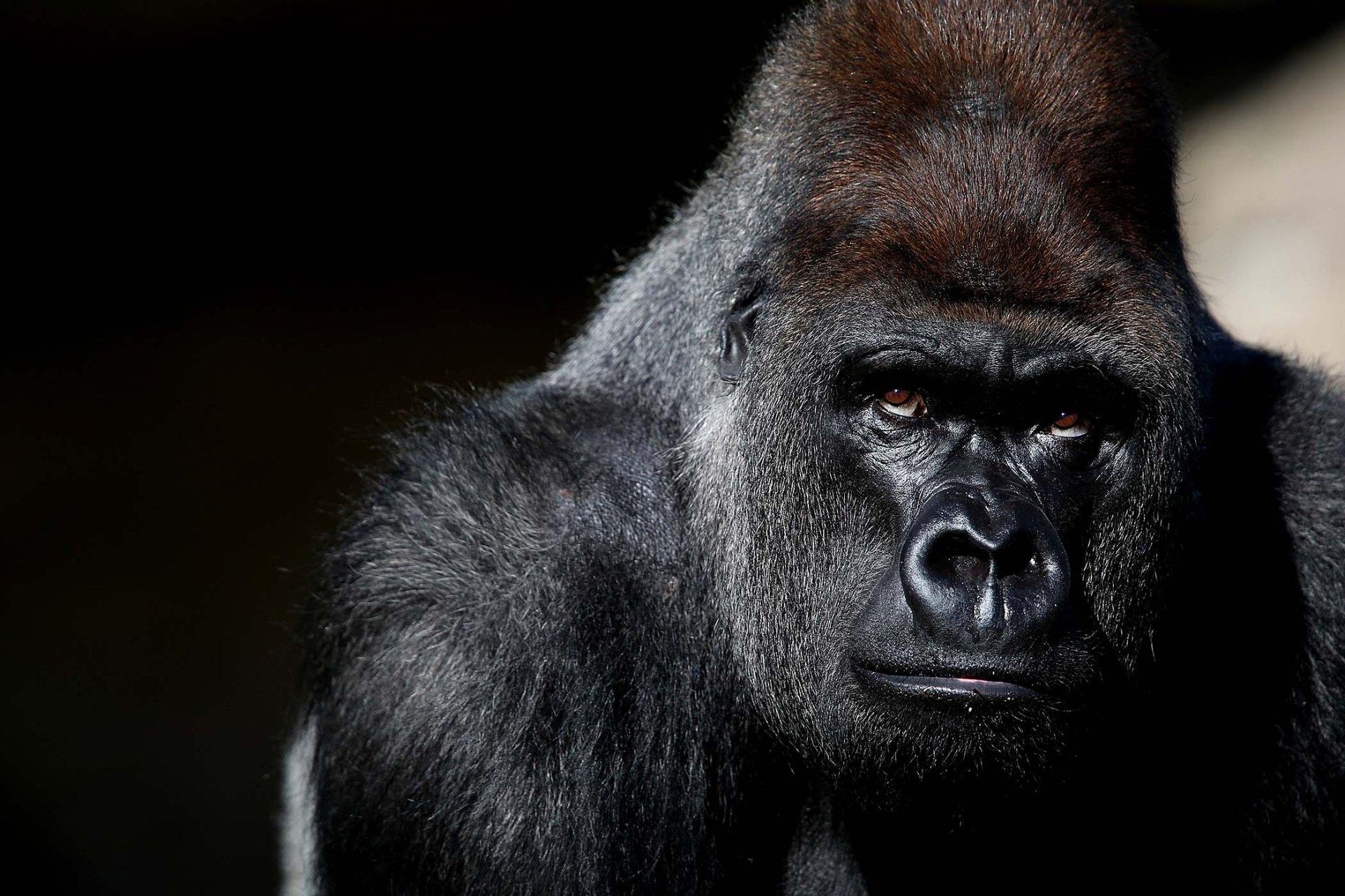 Gorilla, HD Bild, Hintergrund, Tier, Säugetier, 1920x1280 HD Desktop