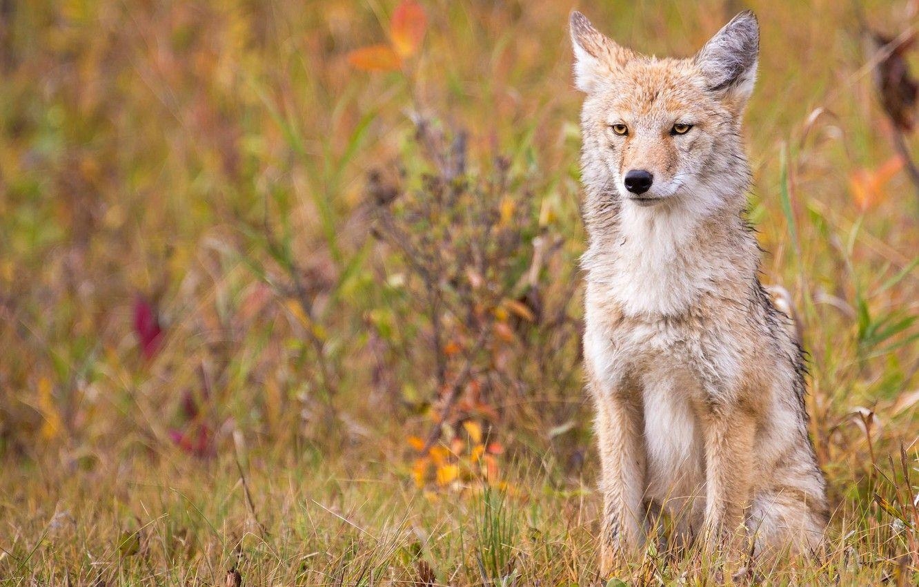 Kojote, Tiere, Herbst, Gras, Wölfe, 1340x850 HD Desktop