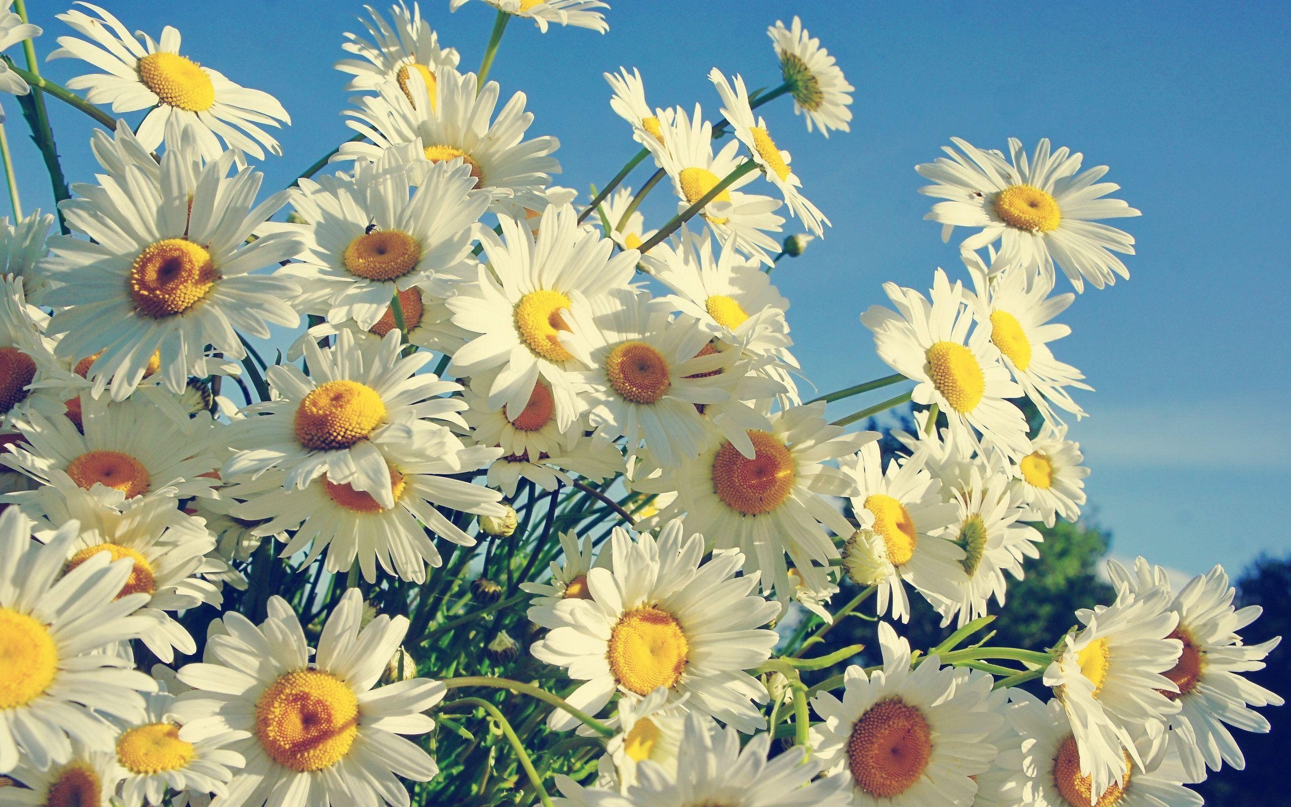 Gänseblümchen, Natur, Blume, Pflanzenwelt, Schönheit, 2560x1600 HD Desktop